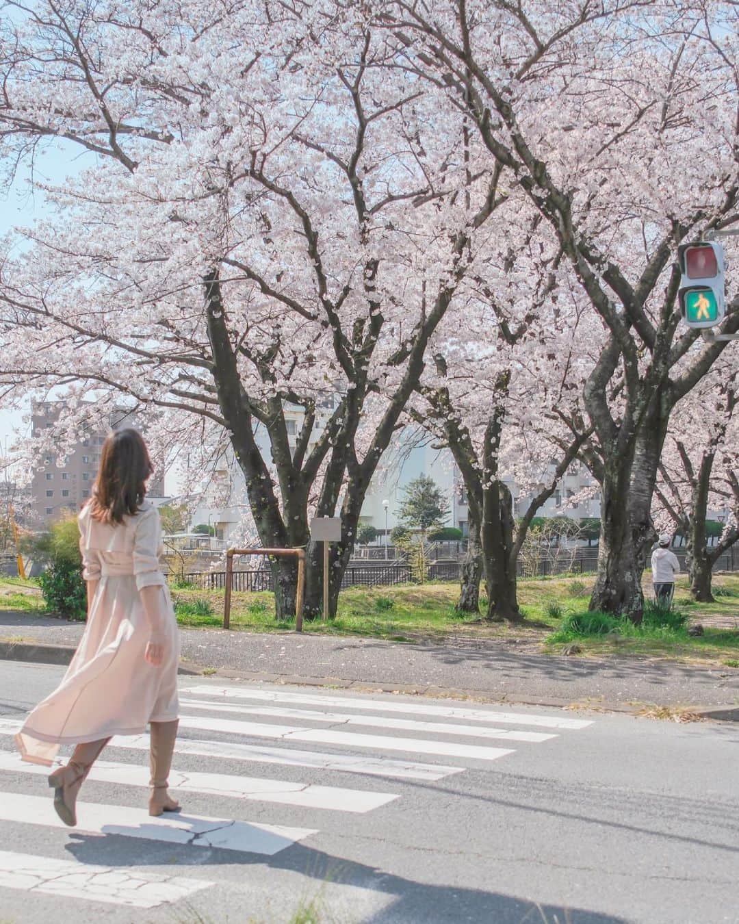 LIHOCOさんのインスタグラム写真 - (LIHOCOInstagram)「@sakura_bblabo の撮影データ📸  今年は桜がたくさん見れて嬉しかったな〜🌸 撮影の日も写真の通り満開で、見渡す限りの桜に囲まれて幸せだった🥰  そして、ヘアケア剤も桜と可愛く🥰 シャンプー、トリートメントも最高だけど タオルドライ後にするトリートメントも 朝起きた瞬間から髪からいい匂いがするの😌♥ (写真四枚目)  ハイライトからリンクに飛べるようにしてるから ぜひ見てみてね😇」4月11日 22時07分 - lihoco01