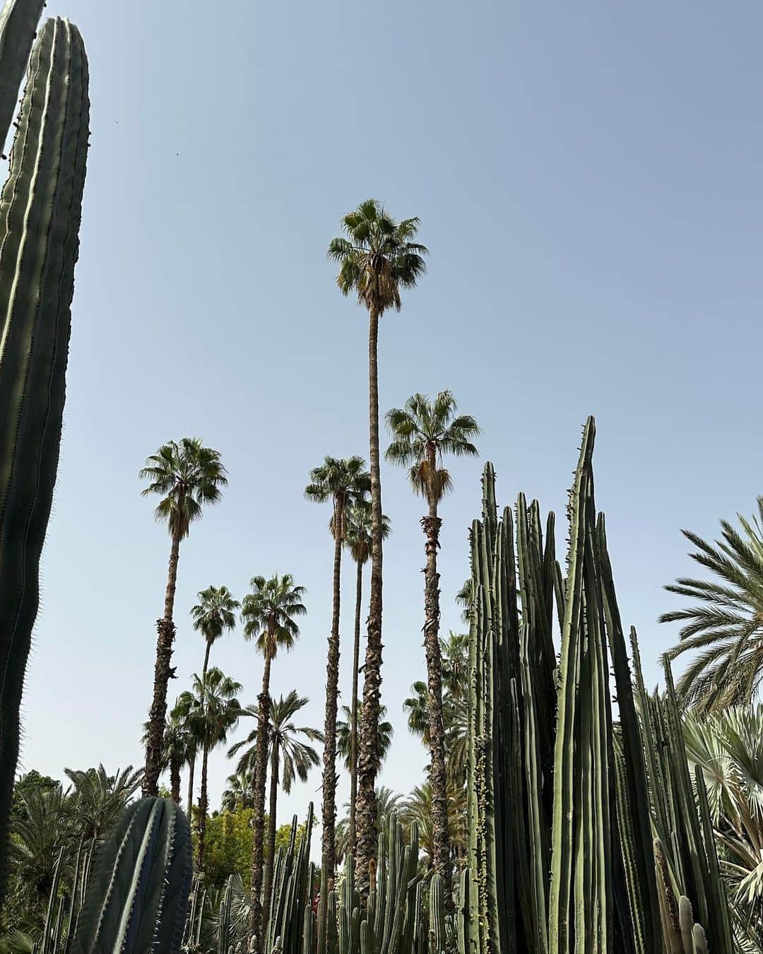 マルチェ・フェルフーフのインスタグラム：「Marrakesh tour recap 🇲🇦 First a tour at the incredible Jardin Majorelle, afterwards we went to a traditional rug store were they showed us how the rugs are handmade and the materials they use. Followed by Bou Inania Madrasa and last but not least a walk through the Medina」