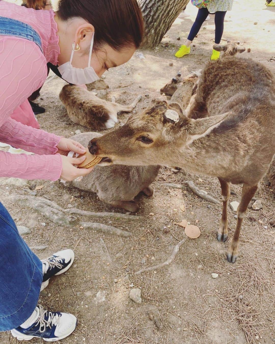 武田訓佳さんのインスタグラム写真 - (武田訓佳Instagram)「🦌🌸 ・ ・ 奈良に行った日🤍 ・ お返事してくれるシカさんたちかわい〜💕(動画) と思ったら、 空腹のシカさんにはお腹噛まれたりして😱 逃げ惑ってた🙈 と思ったら、 午後になったらシカさん満腹で 全然おせんべい食べてくれなくなって← 1枚ずつとかもう食べ飽きたシカさんが まとめて持ってる方をばくぅ！！ ・ ・ シカさん強かった😇 ・ ・ 4月はじめ、桜も綺麗で大満足でしたん💓 ・ ・ ・ #たけだの春 #奈良 #東大寺 #大仏殿 #東大寺ミュージアム #二月堂 #鹿せんべい #1日中あげてた #😇 #シカ #鹿 #🦌 #🌸」4月11日 22時31分 - kunika0117