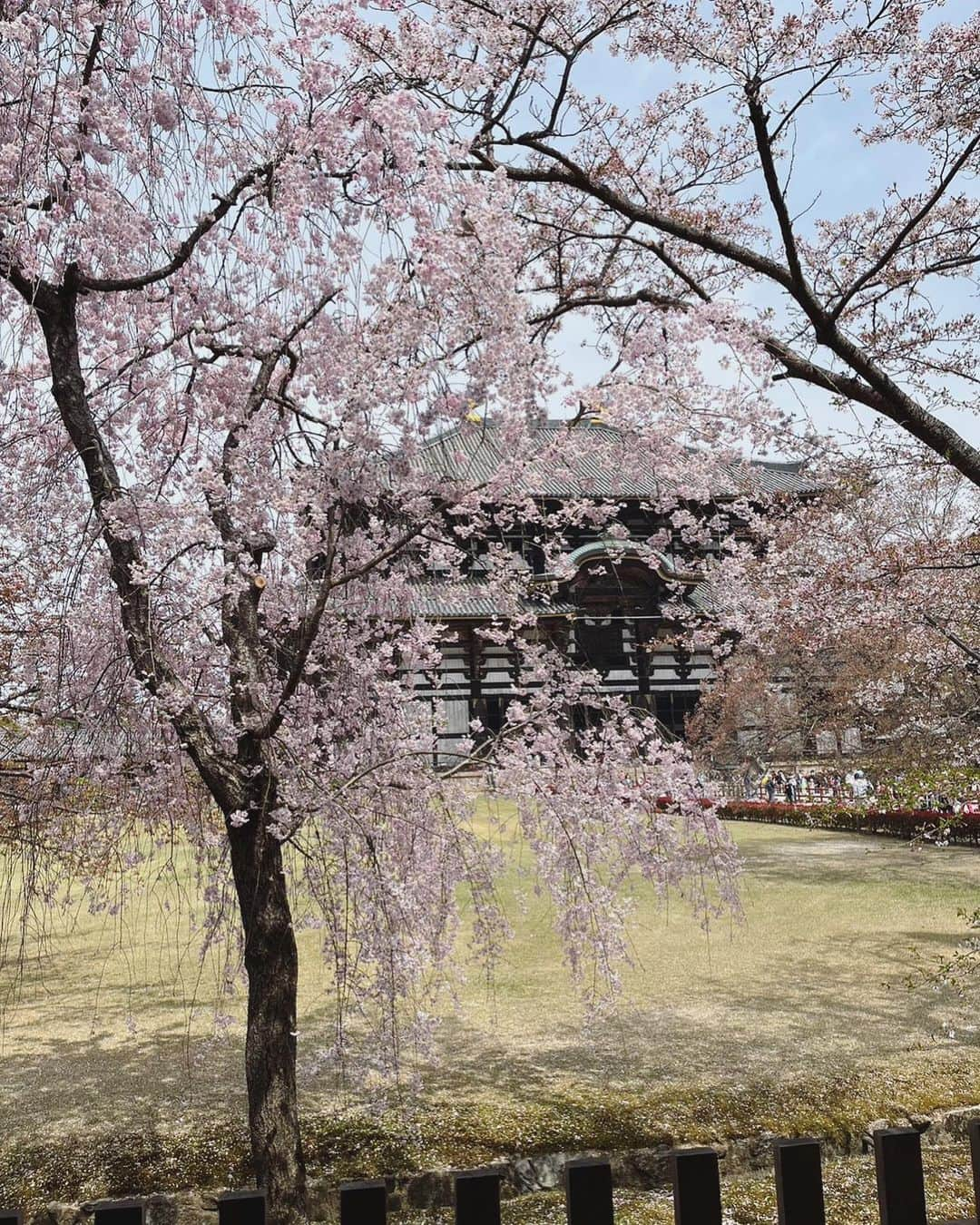 武田訓佳さんのインスタグラム写真 - (武田訓佳Instagram)「🦌🌸 ・ ・ 奈良に行った日🤍 ・ お返事してくれるシカさんたちかわい〜💕(動画) と思ったら、 空腹のシカさんにはお腹噛まれたりして😱 逃げ惑ってた🙈 と思ったら、 午後になったらシカさん満腹で 全然おせんべい食べてくれなくなって← 1枚ずつとかもう食べ飽きたシカさんが まとめて持ってる方をばくぅ！！ ・ ・ シカさん強かった😇 ・ ・ 4月はじめ、桜も綺麗で大満足でしたん💓 ・ ・ ・ #たけだの春 #奈良 #東大寺 #大仏殿 #東大寺ミュージアム #二月堂 #鹿せんべい #1日中あげてた #😇 #シカ #鹿 #🦌 #🌸」4月11日 22時31分 - kunika0117