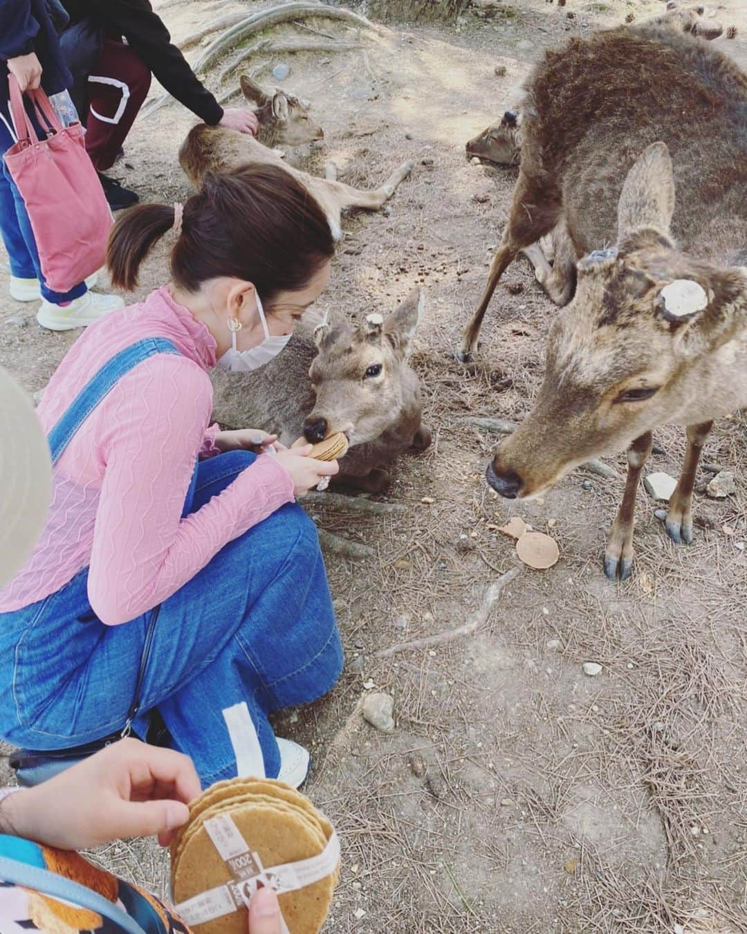 武田訓佳さんのインスタグラム写真 - (武田訓佳Instagram)「🦌🌸 ・ ・ 奈良に行った日🤍 ・ お返事してくれるシカさんたちかわい〜💕(動画) と思ったら、 空腹のシカさんにはお腹噛まれたりして😱 逃げ惑ってた🙈 と思ったら、 午後になったらシカさん満腹で 全然おせんべい食べてくれなくなって← 1枚ずつとかもう食べ飽きたシカさんが まとめて持ってる方をばくぅ！！ ・ ・ シカさん強かった😇 ・ ・ 4月はじめ、桜も綺麗で大満足でしたん💓 ・ ・ ・ #たけだの春 #奈良 #東大寺 #大仏殿 #東大寺ミュージアム #二月堂 #鹿せんべい #1日中あげてた #😇 #シカ #鹿 #🦌 #🌸」4月11日 22時31分 - kunika0117