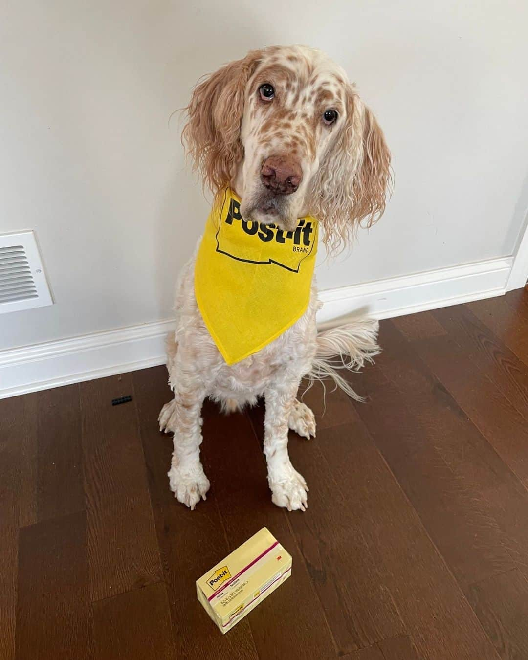 ポスト・イットさんのインスタグラム写真 - (ポスト・イットInstagram)「The Post-it® Brand team's furry friends are here to wish you a happy National Pet Day 💛 Don't forget to tag us in your photos and videos of your pets with Post-it® Notes! 😍 #nationalpetday #petday #petlover #postitnotes #postit」4月11日 23時00分 - postit