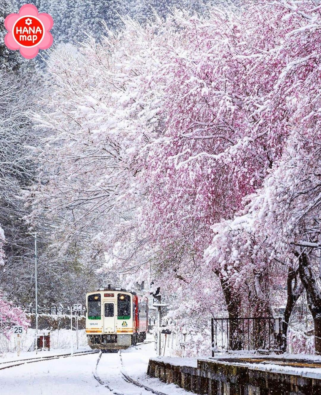 はなまっぷ❁日本の花風景さんのインスタグラム写真 - (はなまっぷ❁日本の花風景Instagram)「🌸はなまっぷの桜まつり🌸 *  @yuya_5dmark4 さんの 桜に花まるを💮 * 見事に咲き誇る美しい日本の桜をありがとうございます😊🌸 * #福島　#湯野上温泉駅 Yunokami Onsen Station. Fukushima Pref. * 🌼桜の花言葉📝🌼 精神の美 * ※見頃が過ぎている名所もご紹介させていただいています。 * 🌸•••🌸•••🌸•••🌸•••🌸•••🌸 * いつも素敵なお花をありがとうございます😊 #はなまっぷ #日本の美しい花風景#花のある風景#花#花言葉#花畑#春#花#桜#サクラ#花見#お花見#お花見スポット#sakura#cherryblossom#cherryblossoms#絶景#ソメイヨシノ#染井吉野#会津鉄道#下郷町#鉄道#雪 * 🌸••••••お知らせ••••••🌸 * 花風景検索サイト　はなまっぷ https://hanamap.com 🔍「はなまっぷ」または @hanamap プロフィール欄から ぜひご覧ください * 📖🌸📖🌸📖🌸📖🌸📖 四季の花々を訪ねていきたい にっぽんの花地図 好評発売中📘 📖🌸📖🌸📖🌸📖🌸📖」4月11日 22時53分 - hanamap