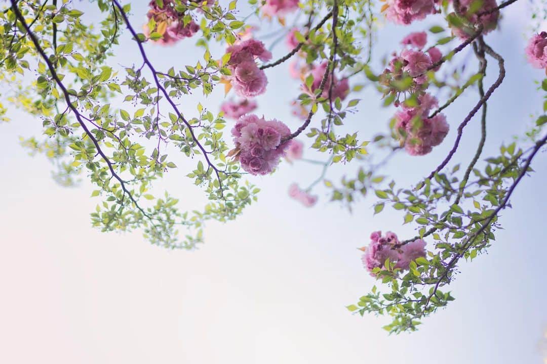 Naomiのインスタグラム：「庭の八重桜が満開です。  #nao1223garden」