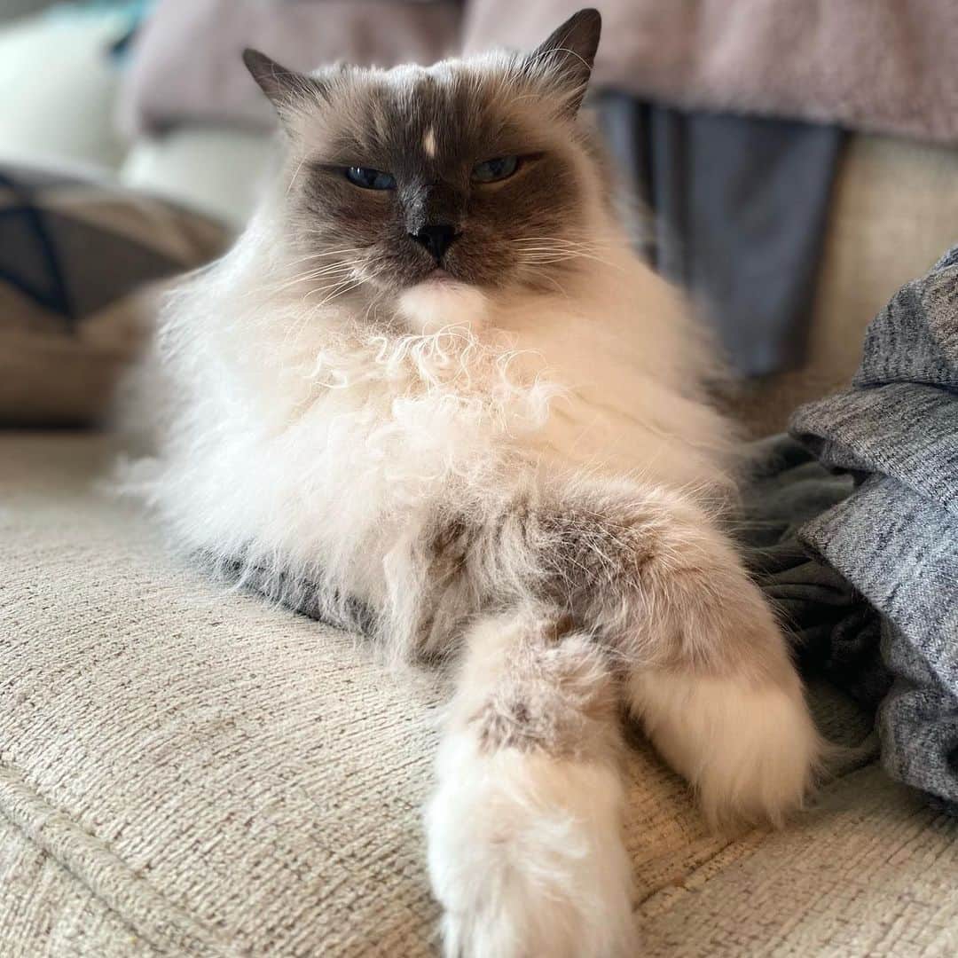Aww Clubのインスタグラム