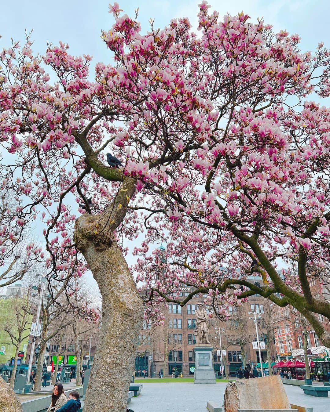 かにゃのインスタグラム：「Amsterdamもやっと春に🌷 夏のアムス最高だから今からワクワクしちゃう🎶  冬のアムスは寒すぎだから冬はSpainとか住むの理想だな〜と最近思う😽💭  . . .  #spring #springflowers #flowerphotography #flowerlovers #flowerlover #flowergram #flowerlove #flowers #flower #rembrandtplein #amsterdam #amsterdamcity #amsterdam🇳🇱 #amsterdamlife #netherlands #netherlands🇳🇱 #holland #アムステルダム #アムステルダム生活 #アムステルダムライフ #オランダ #オランダ生活 #花 #花が好き #花のある風景 #花好き #花好きな人と繋がりたい #花が好きな人と繋がりたい #お花 #春」