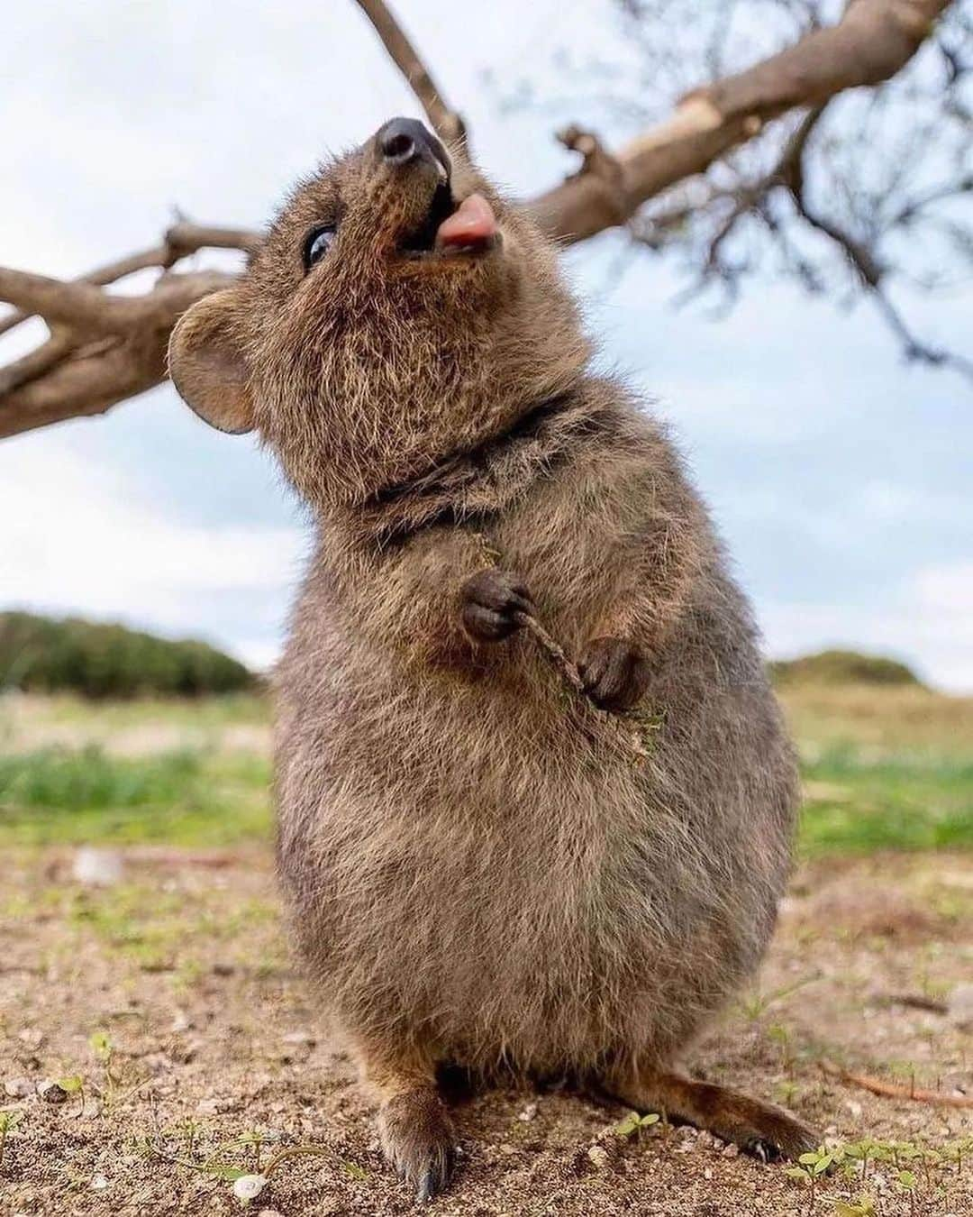 animalsさんのインスタグラム写真 - (animalsInstagram)「Quokka's are one of the happiest animals on the planet and they definitely have the best smile 😊 Courtesy of: @cruzysuzy Location: Rottnest Island, Western Australia 🇦🇺」4月12日 0時10分 - babyanmlpics