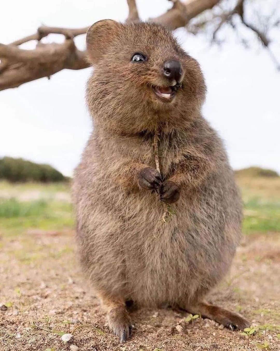 animalsさんのインスタグラム写真 - (animalsInstagram)「Quokka's are one of the happiest animals on the planet and they definitely have the best smile 😊 Courtesy of: @cruzysuzy Location: Rottnest Island, Western Australia 🇦🇺」4月12日 0時10分 - babyanmlpics