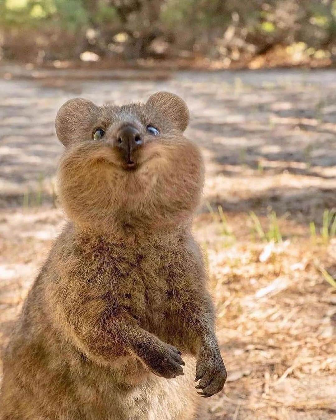 animalsさんのインスタグラム写真 - (animalsInstagram)「Quokka's are one of the happiest animals on the planet and they definitely have the best smile 😊 Courtesy of: @cruzysuzy Location: Rottnest Island, Western Australia 🇦🇺」4月12日 0時10分 - babyanmlpics