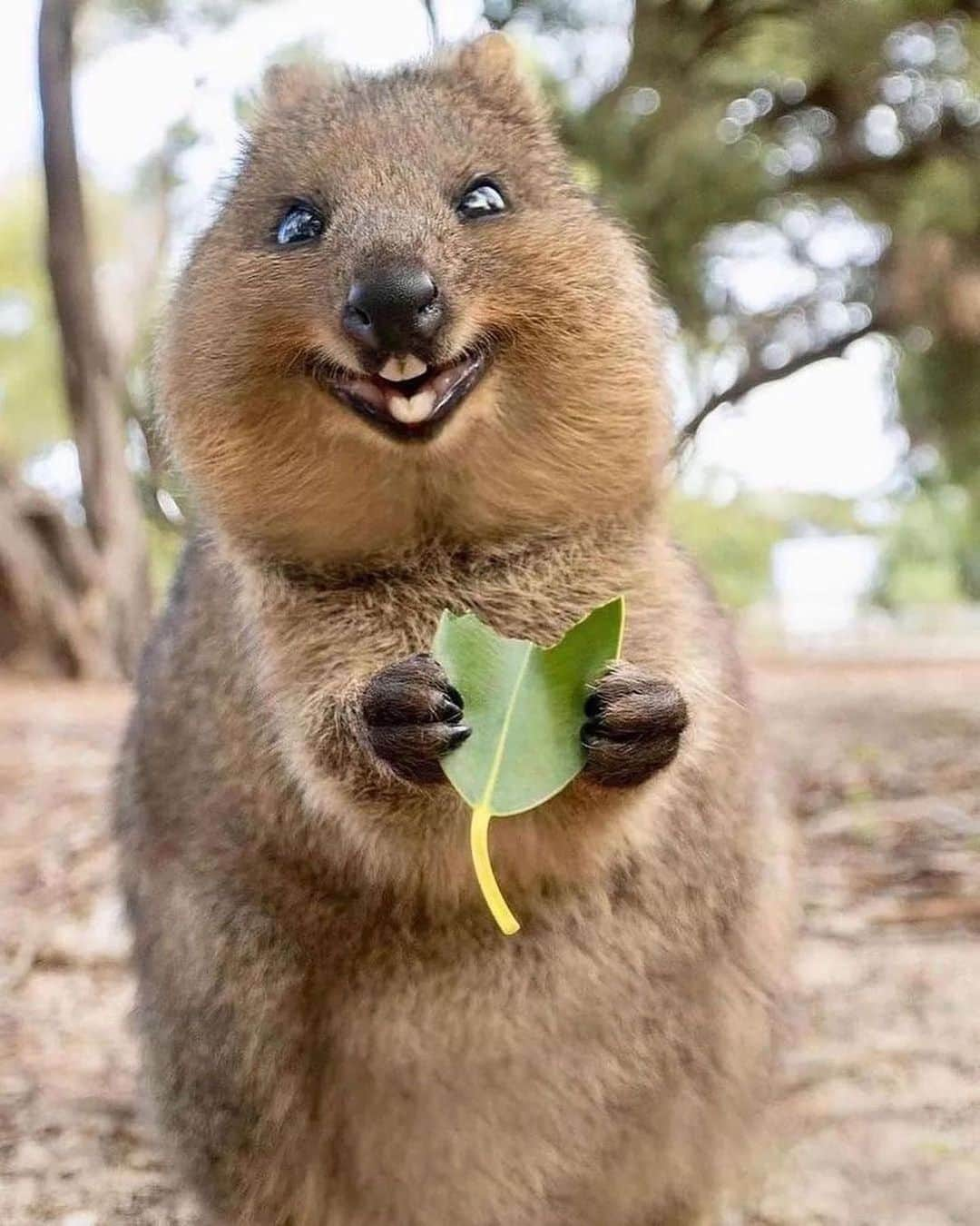 animalsのインスタグラム：「Quokka's are one of the happiest animals on the planet and they definitely have the best smile 😊 Courtesy of: @cruzysuzy Location: Rottnest Island, Western Australia 🇦🇺」