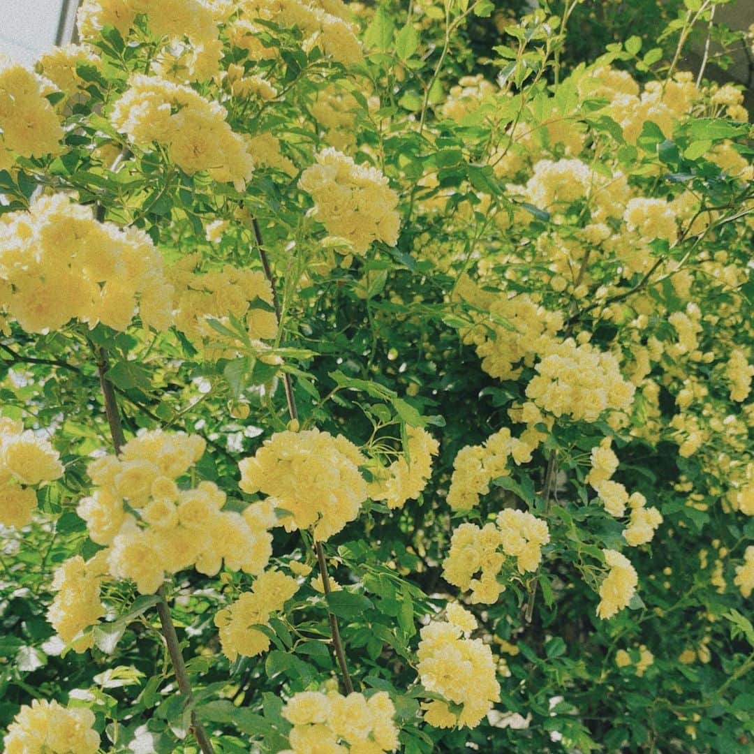 有村藍里さんのインスタグラム写真 - (有村藍里Instagram)「𓂃 𓈒𓏸 モッコウバラが美しく花を咲かせていました。 先日、お友だちが「モッコウバラだ！可愛い♡」 と言っていて初めて名前を知りました。 淡い黄色のお花が目を惹きます。 4月から5月くらいまで咲いてるらしい。 花言葉は「幼いころの幸せな時間」可愛い。 もう少しの間、楽しめるね。  来月は数年ぶりにローズガーデンに行きたいな🌹  写真の2、3枚目は私がディレクターをしているブランド @rosebleue_store Summer collection"comme une bulle de savon" ワンピースをちらり。  まだ肌寒いかと思ってトレンチコートと合わせてみたけれど 今日は初夏のように暑かったです…☀️  夏コレクションの受注予約期間は、 4/21(金)13:00-4/24(月)23:59まで オンラインストアにて期間中は送料無料です。 【展示会についてはハイライトをチェックしてくださいね】  今週LOOK撮影があるので📷 来週明けには全貌をお披露目…！ 可愛いです。どきどきです。」4月12日 0時13分 - arimuraairi