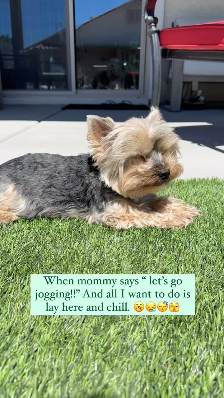 のインスタグラム：「Max 💭 Sorry Mom! 🫣 Not in the mood! 🥹🥱😪😴☀️🌱 #NotInTheMood #SleepyPuppy #SeniorDogLove #SeniorDogsRule #ForSeniorDogsRock #SunbathingDog #ChillMode😎 #TuesdayVibes✨ #Sleepyhead😴 #ILoveMySeniorDog」