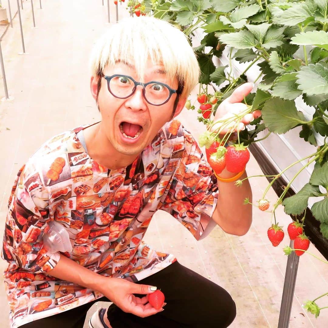 富所哲平さんのインスタグラム写真 - (富所哲平Instagram)「れいわイチゴ園  特に、800円の高い方のイチゴは 死ぬほど旨くてマジで腰抜かしました！ #いちご #ぐんまのいちご #やよいひめ #ぐんラボ！」4月12日 0時15分 - tomitetsu823