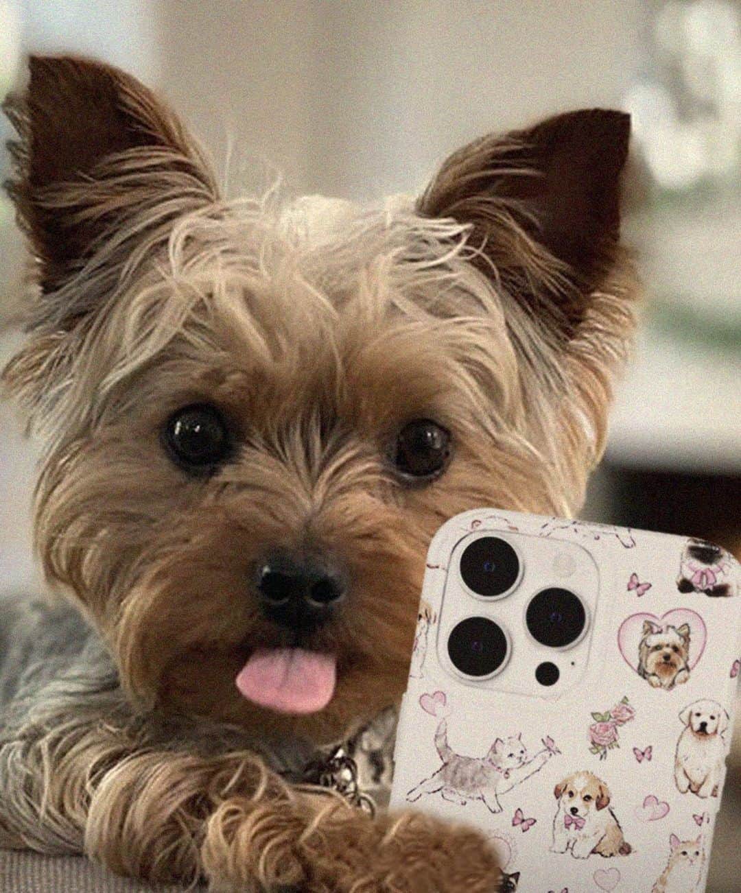 VELVETCAVIARさんのインスタグラム写真 - (VELVETCAVIARInstagram)「Launching tomorrow at noon! Are you excited for this collection? 🐶🩵🌸  #phonecases #velvetcaviar #comingsoon #newdrop」4月12日 3時00分 - velvetcaviar