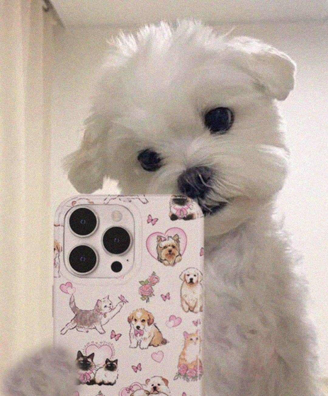 VELVETCAVIARさんのインスタグラム写真 - (VELVETCAVIARInstagram)「Launching tomorrow at noon! Are you excited for this collection? 🐶🩵🌸  #phonecases #velvetcaviar #comingsoon #newdrop」4月12日 3時00分 - velvetcaviar