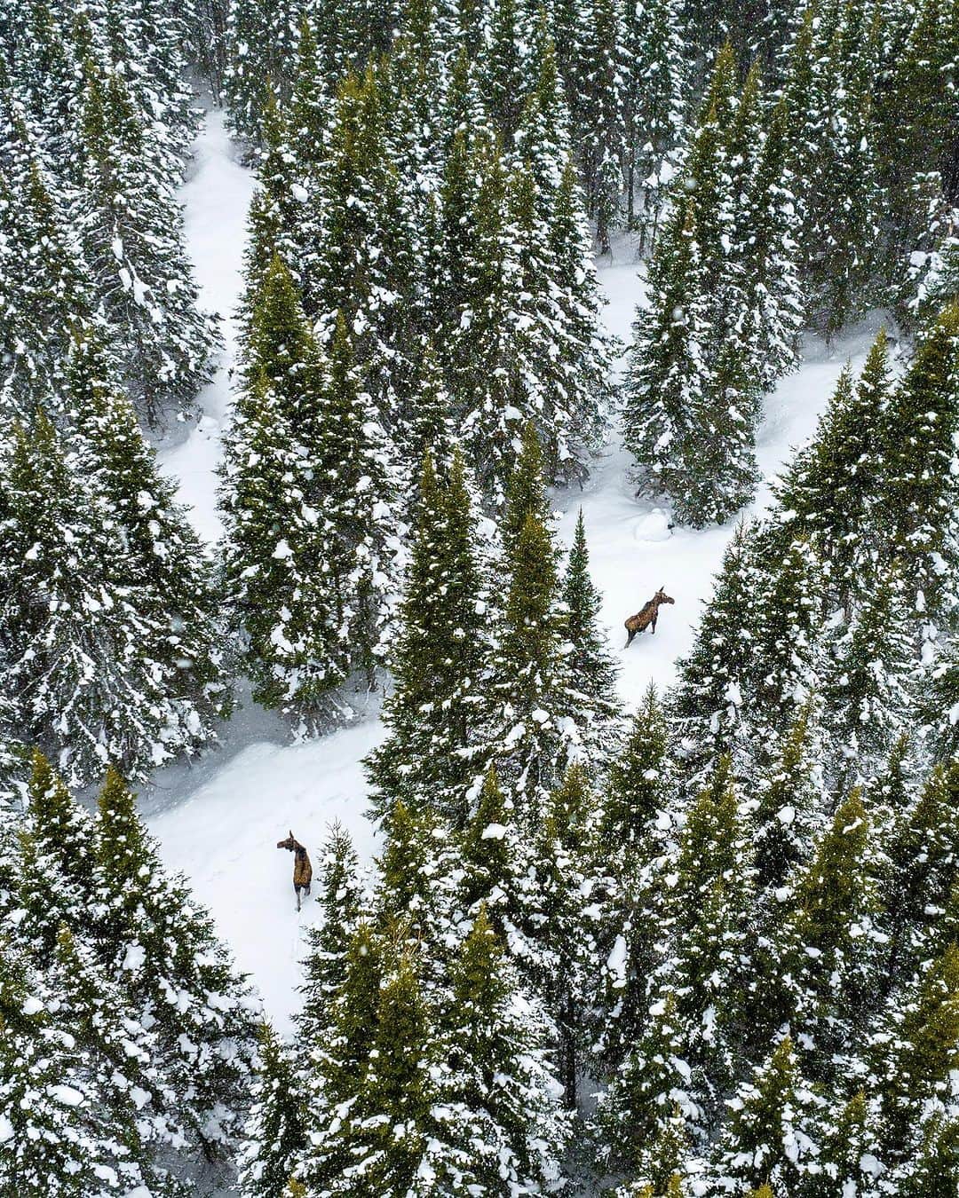 のインスタグラム：「Just a couple of locals enjoying a walk in the woods 😉  📷: @daveyandsky  📍: @gowesternnl, @newfoundlandlabrador   #GoWesternNL #ExploreNL  [Image description: An aerial view of a forest in winter, snow covers the evergreen trees and the ground below. In the clearings, two moose can be seen amongst the trees.]」