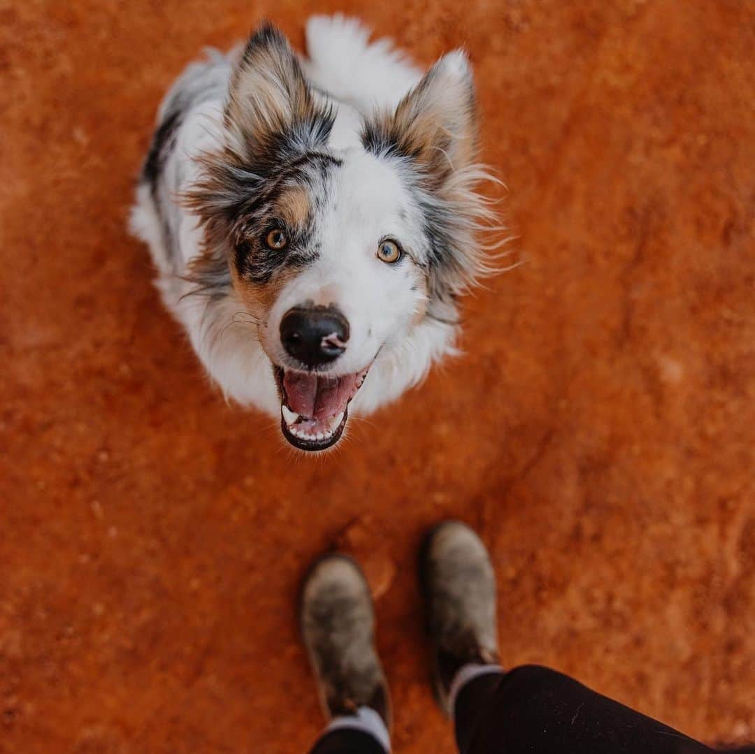 REIさんのインスタグラム写真 - (REIInstagram)「We know how you feel, buddy: "Wanna go outside?" is our favorite question too. ❤️🐾  Photos: @5280coloradodogs, @liebchen.travels」4月12日 1時00分 - rei