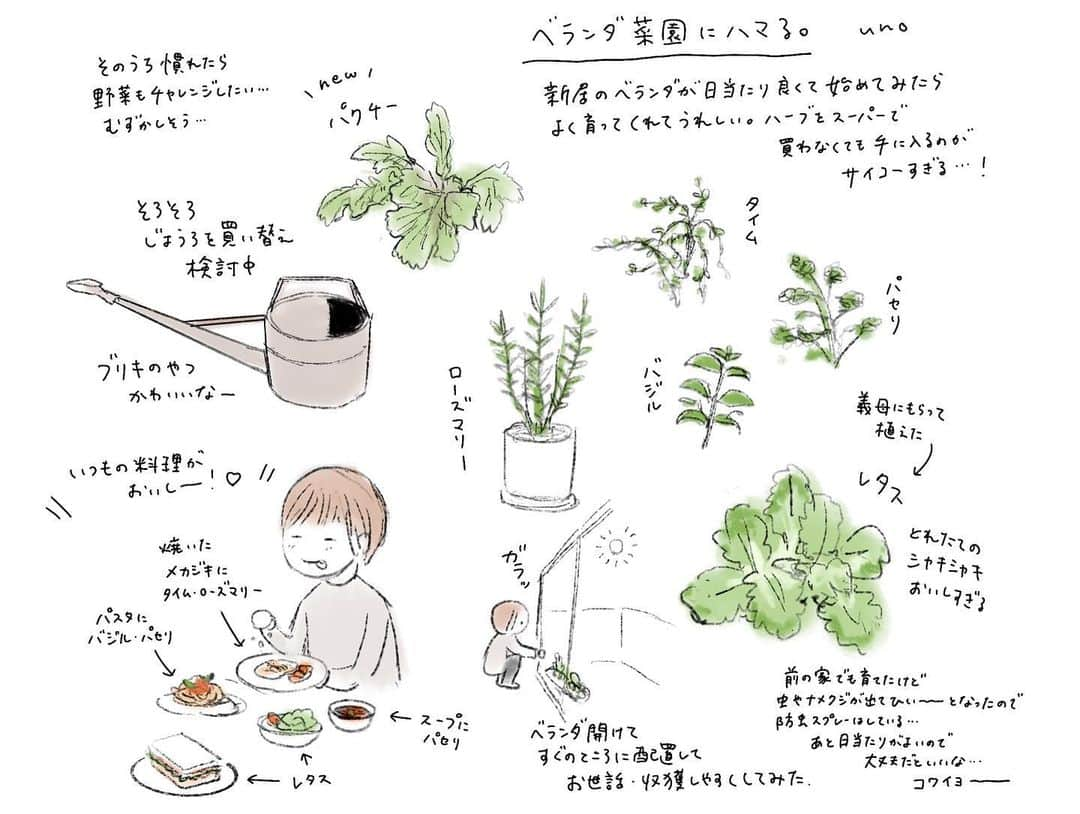 unoのインスタグラム：「ベランダ菜園にハマった話を絵に描きました。 料理そんなに得意じゃないですが好きなので、スーパーでたまにハーブを買ってたのですが 母が昔ハーブ育ててたのを思い出し、 最近ベランダで真似して栽培し始めました。 というのをつい先日も書いたような気がするんですが 絵日記的な感じで描けたので再掲。 母にはオレガノとかもいいんじゃない？と言われたので苗を探し中。 パクチーの苗を最近手に入れたので、沢山葉っぱがつくといいな〜…！サラダやスープで食べたい。 ベランダにはゴミストッカーしかなかったんですが、 今はお花やハーブのおかげでベランダに行くのが楽しみに。 とれたてのレタスはシャキシャキで美味しいし パスタにちょっとパセリを乗せるだけで彩りきれいだし バジルはトマトソースに欠かせないし タイム、ローズマリーは焼いた肉や魚にめちゃくちゃ合うし臭み消しにもなる…！ 他何を育ててみると楽しいんだろう、これはきっと美味しいんだろうな〜と考えるのも楽しい。 近くに花屋やホームセンターがあるのも大きい。 自転車で持ち帰れるのは助かる。 夏になるとやっぱり大変なんだろうけど（いつも夏になると暑くてリタイヤしがち） 今年は頑張れるといいな…！！ゆる〜く頑張ります。」