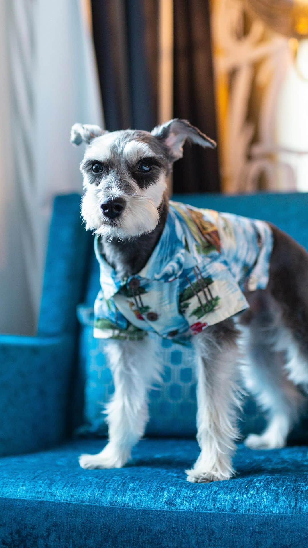 Remix the Dogのインスタグラム：「Go big or go home! Remix celebrated #NationalPetDay in #Vegas! @Vegas #MeanwhileinVegas #ad  #dogsofinstagram #schnauzer #travel」