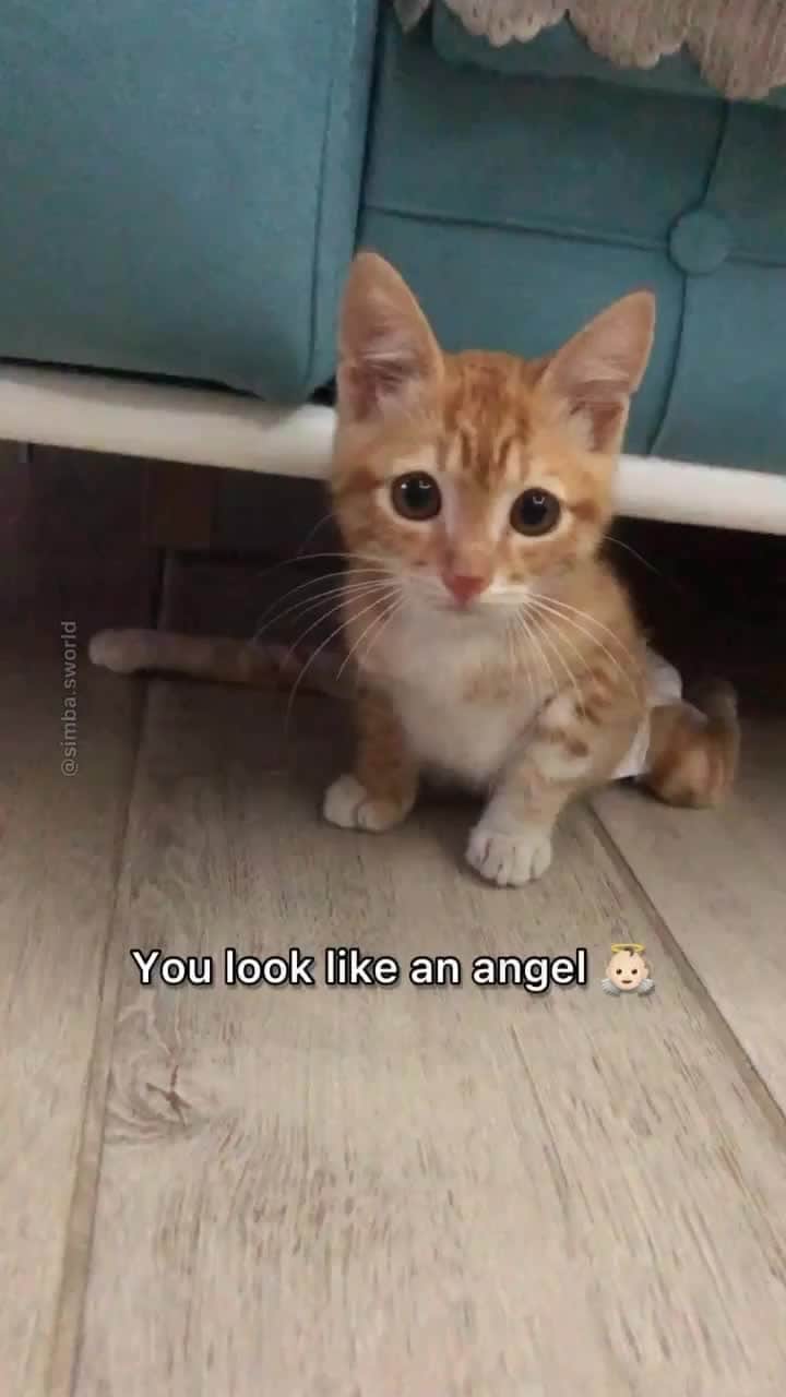 のインスタグラム：「From @simba.sworld: "Do you think I’m an angel or a devil? 😇😈" #catsofinstagram」