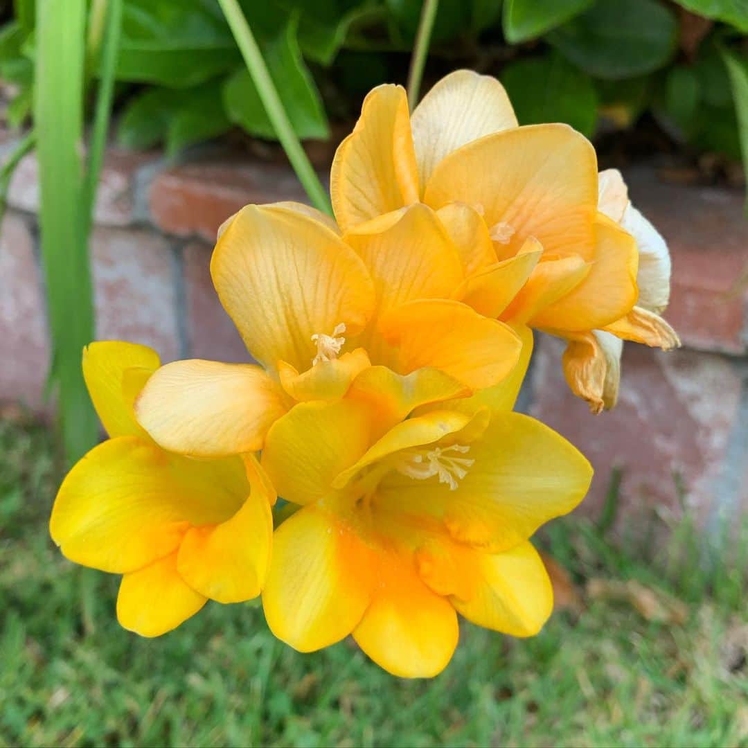 ブライス・ジョンソンのインスタグラム：「🤗 #flowersofinstagram」