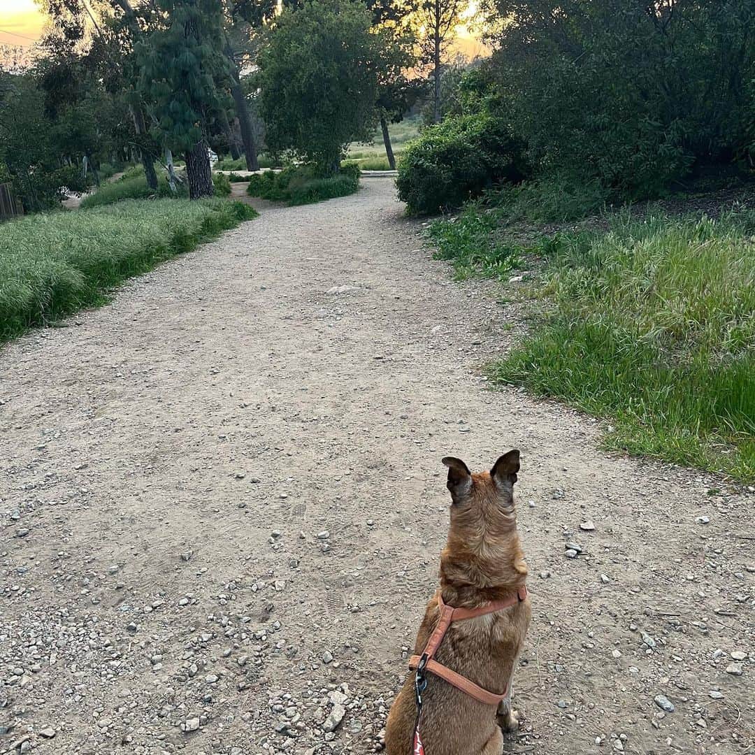 レスリー・フェラさんのインスタグラム写真 - (レスリー・フェラInstagram)「Nothing says #nationalpetday like a hike with my oldest rescue, Benny. Still raring to go at fourteen! He loves #sanmerrilltrail in Pasadena. 🥾  I’m cherishing these days. ❤️🐕❤️ . . . #dogsofinstagram #dogs #doglife #doglove」4月12日 11時33分 - mslesleyfera