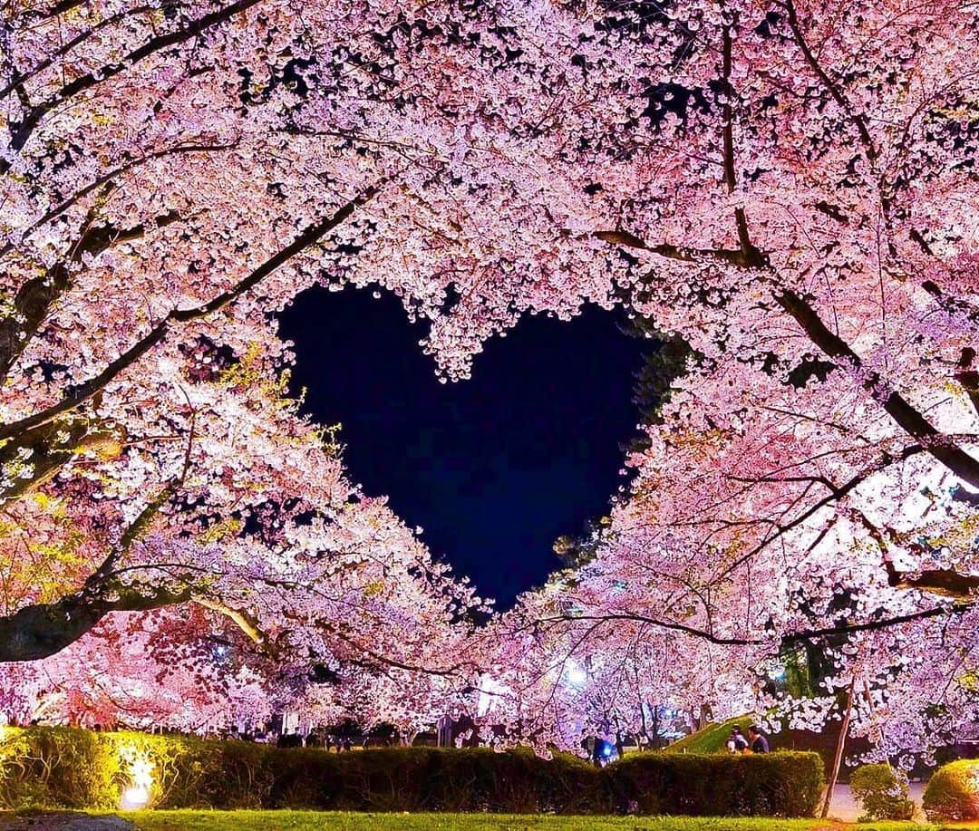 旅行比較サイト・トラベルコ 理想の旅を、いちばん安く。のインスタグラム：「#弘前公園 / 青森県  毎年約200万人が訪れる東北随一の桜名所、弘前公園。  園内には約50種類2,600本もの桜が咲き乱れ、城の外堀などで満開を過ぎたころに浮かぶ花筏（はないかだ）の光景は特に圧巻です🌸  なお、今年は4年ぶりに宴会が解禁に♪  ●弘前さくらまつり 期間：4月21日（金）～5月5日（金） ライトアップ：日没～22:00 ※開花状況により日程が変更となる可能性あり。最新情報は公式サイトにてご確認ください ━━━━━━━━━━━ 📍 #弘前公園 （青森県弘前市） ━━━━━━━━━━━  Photo: @melty4433 さん 素敵な写真をありがとうございます💛  ＝＝＝＝＝＝＝＝＝＝＝＝＝＝＝＝＝ ＼全国各地で人気の桜の名所はこちら👇／ 【2023年】絶景お花見スポット70選！全国の桜名所をおすすめ  記事は以下URLまたはハイライトストーリーズからチェック！✨ https://www.tour.ne.jp/matome/articles/hanami/ ＝＝＝＝＝＝＝＝＝＝＝＝＝＝＝＝＝＝  ********** あなたが旅先で出合った素敵な風景に #トラベルコ または #travelko をつけて投稿してみてください📷 こちらのアカウントで紹介させていただくかも！  投稿を見て「行きたい！」と思ったら保存でクリップ。 フォロー＆いいねもお願いします🌟  ********** 国内海外1500以上の旅行サイトをまとめて比較！ 旅行の最安値を探すなら「トラベルコ」  プロフィール欄のURLから早速検索🔍 @travelko_official  #弘前公園 #弘前さくらまつり #弘前公園の桜 #お花見 #お花見スポット #青森旅行 #国内旅行 #世界の絶景 #japan #絶景 #フォトジェニック #旅行好きな人と繋がりたい #写真好きな人と繋がりたい #カップル旅行 #女子旅 #一人旅 #旅行好き #旅 #旅行 #観光 #おでかけ #travel #trip #sightseeing #travelko #トラベルコ」