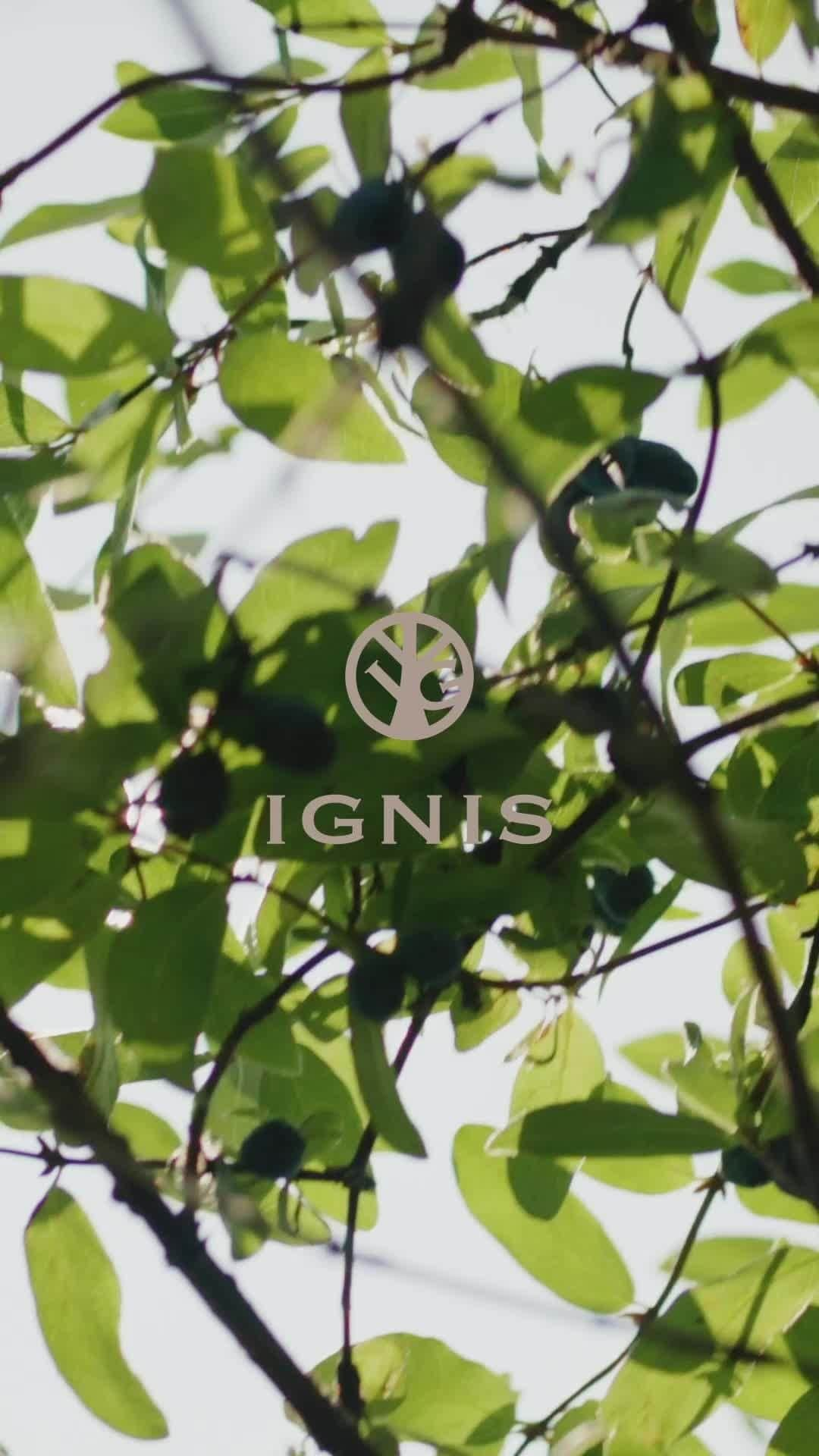 IGNIS イグニスのインスタグラム