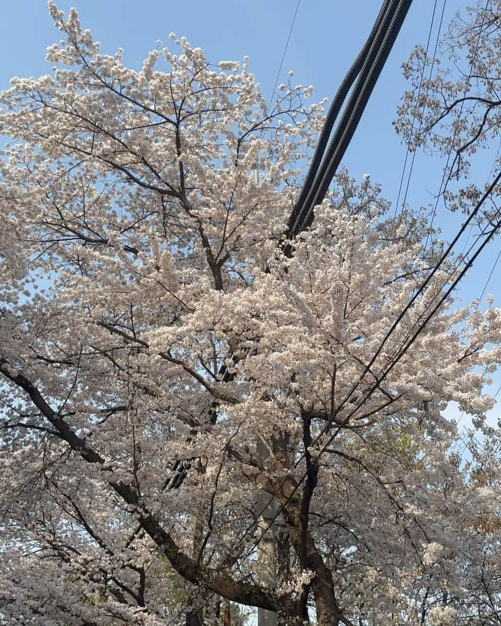 ジュニのインスタグラム：「🌸」