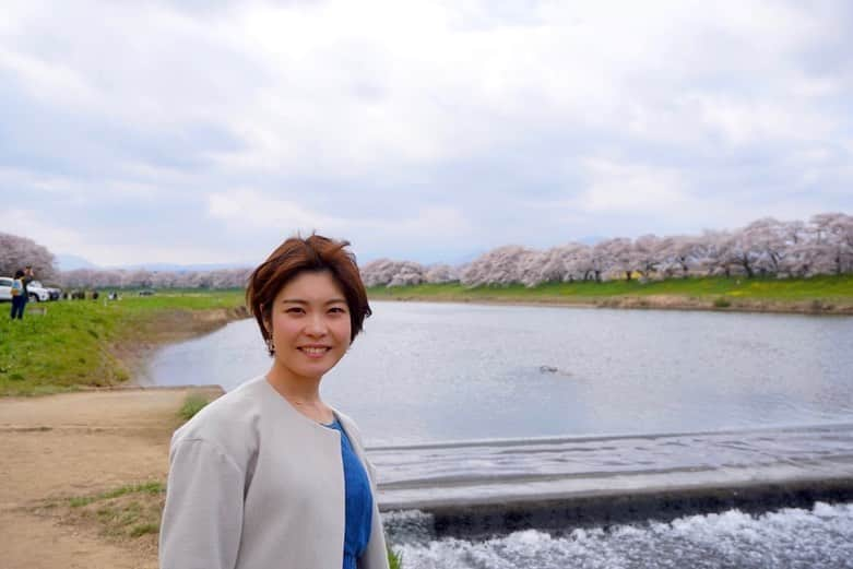 岩間瞳のインスタグラム：「＼お花見の記録🌸一目千本桜／  もちろんふるさと大河原町の 一目千本桜にも🌸  こちらも4年ぶりの桜まつり〜！ 去年もおととしも見ているけれど やっぱり賑わいが戻った河川敷は違う😳 みなさんの笑顔も桜も満開でした☺️  今シーズン、 一目千本桜をゆっくり眺めたのは3回、横目に通過したのも合わせると10回近く！  学生のころは毎日この並木を 自転車で通ったあとに 電車の車窓から眺めるのが当たり前で 本当に贅沢なことだったんだなと 改めて感じます☁️  千本桜を千年先へ🌸 大切なふるさとの宝物、 これからも繋いでいきたいです✨  #宮城観光 #宮城 #大河原町 #柴田町 #一目千本桜 #韮神堰 #船岡城址公園 #みんなでつなごう一目千本桜 #花見 #花見スポット #お花見 #桜まつり 🌸🌸🌸」