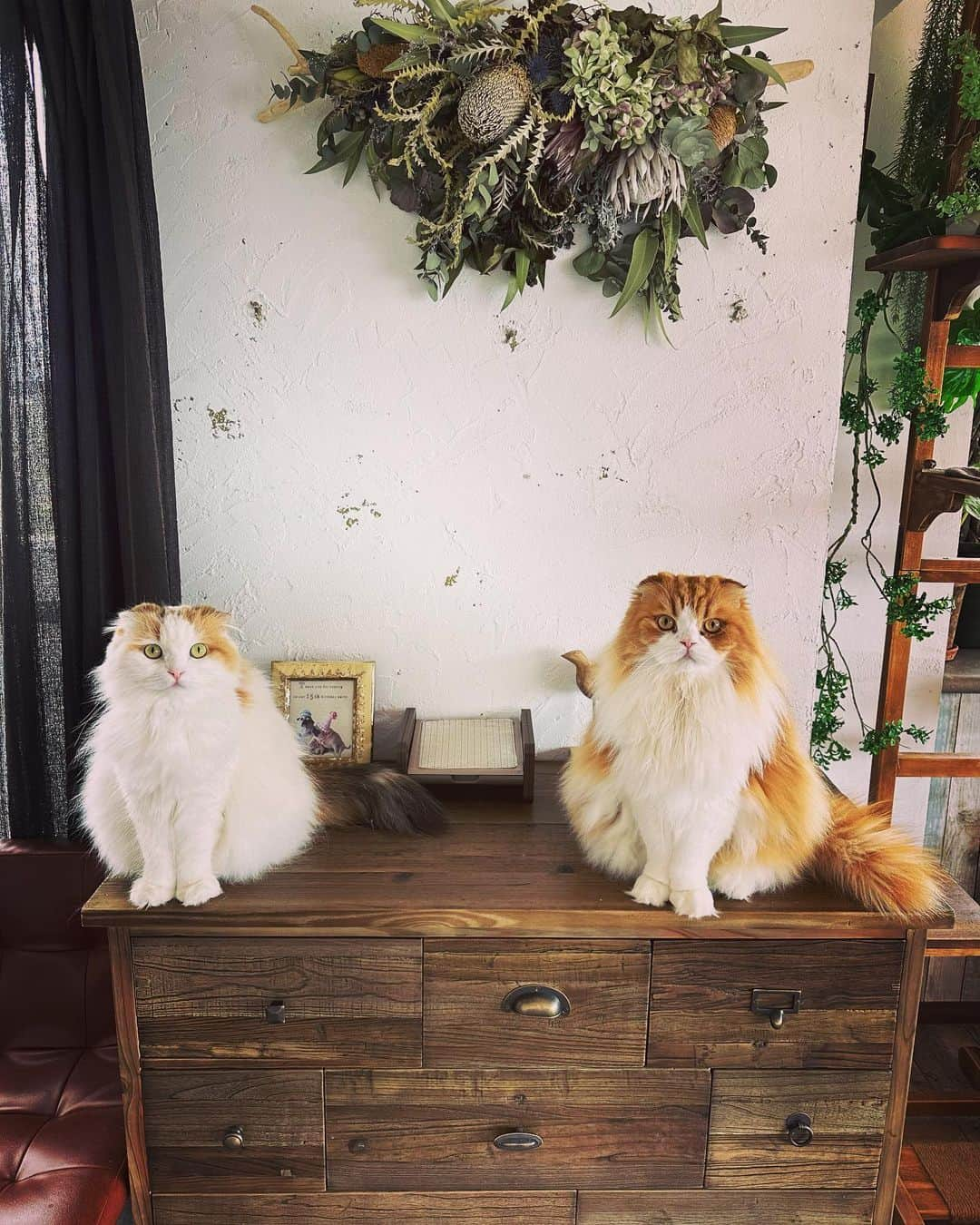 yayoi89さんのインスタグラム写真 - (yayoi89Instagram)「waiting for breakfast 🍚  キッチンから見たら🐹🦁 朝のカリカリあげるの忘れてました💦 いつからそこにいるのかな ゴメンね  朝はウェットを食べた後に カリカリを置き餌にしています  #weeklyfluff #cats #scottishfold #adorable #beautiful #catstagram #instacat #9gag #catlife #catlovers  #ふわもこ部 #ねこ #猫 #ねこ部 #猫とインテリア #猫のいる暮らし #猫がいる幸せ #スワッグ #アリスチェスト #crashgate #スコティッシュフォールド#style_crash」4月12日 12時32分 - yayoi89