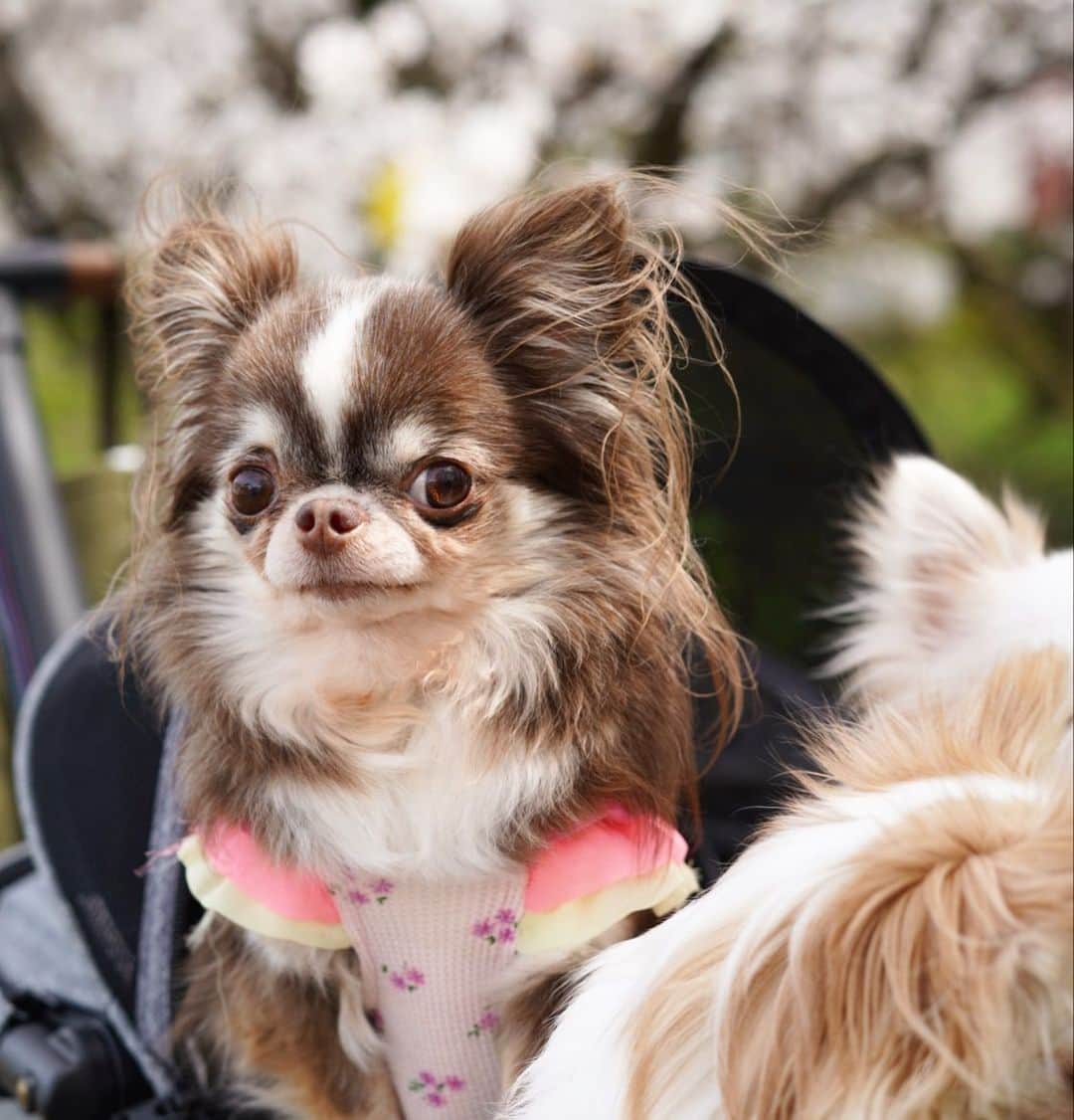 tetoyanyanのインスタグラム：「かわいい子♡  #dogs#instdog#dog#dogstagram#instapet#petstagram#petoftheday#mydog#instachihuahua#chihuahuaofinstagram#chihuahualove#chihuahualover#chihuahua#chihuahuas#チワワ#多頭飼い#ロングコートチワワ#チワワ部#ig_dogphoto#petoftoday #todayswanko#west_dog_japan#Todaysteto#dogstagram」