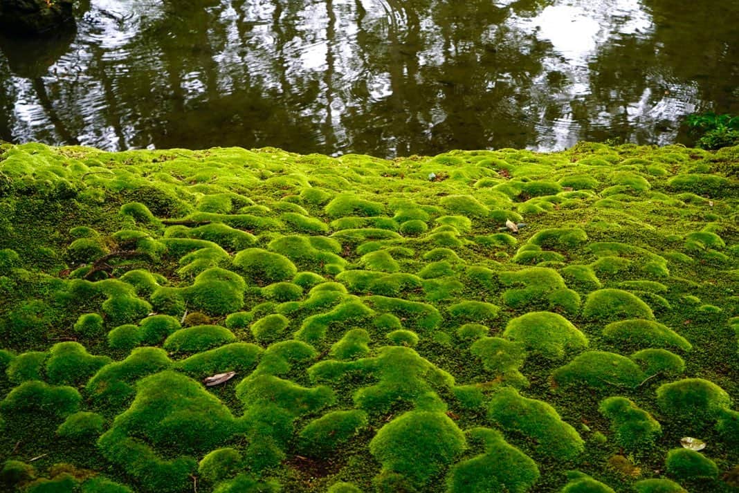 Michael Yamashitaさんのインスタグラム写真 - (Michael YamashitaInstagram)「An enchanted world in shades of green, Kyoto's Saihoji garden. Known as the Moss Temple, this UNESCO World Heritage Site is carpeted by over 100 varieties of moss. #JapaneseGarden #Kyoto #Saihoji #mossgarden #moss」4月12日 12時28分 - yamashitaphoto