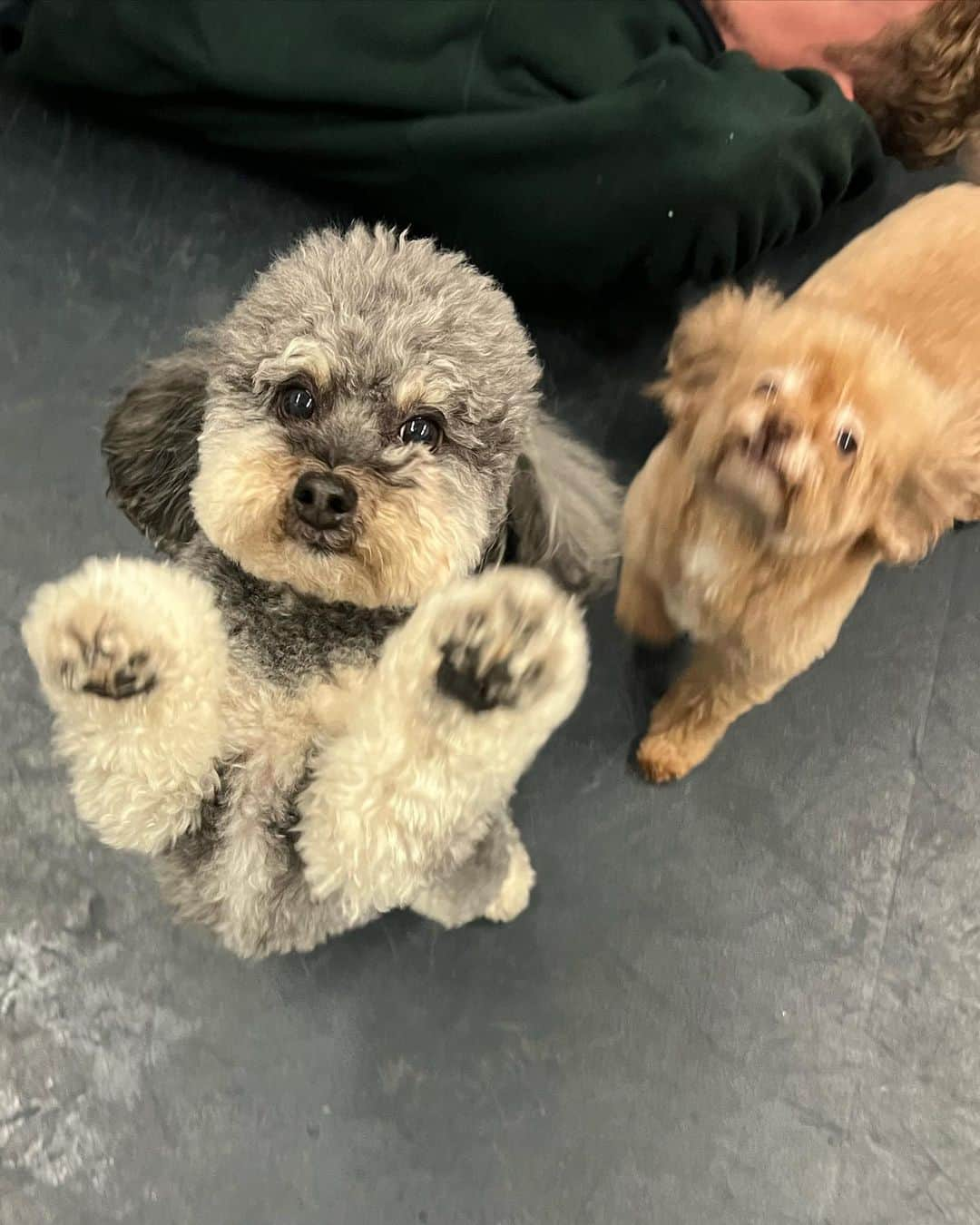 マディソン・チョックさんのインスタグラム写真 - (マディソン・チョックInstagram)「Happy National Pet Day!! 🐾 Missing Henry and Stella like crazy while I’m on the road 😭❤️❤️❤️🥲🥹🐾 #NationalPetDay」4月12日 12時33分 - chockolate02