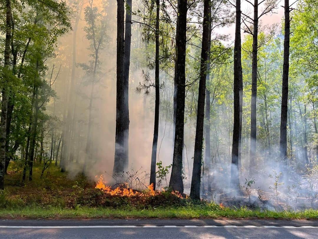 John Stortzさんのインスタグラム写真 - (John StortzInstagram)「Isn’t a celebrity roast nothing but a prescribed burn?」4月12日 3時56分 - johnstortz