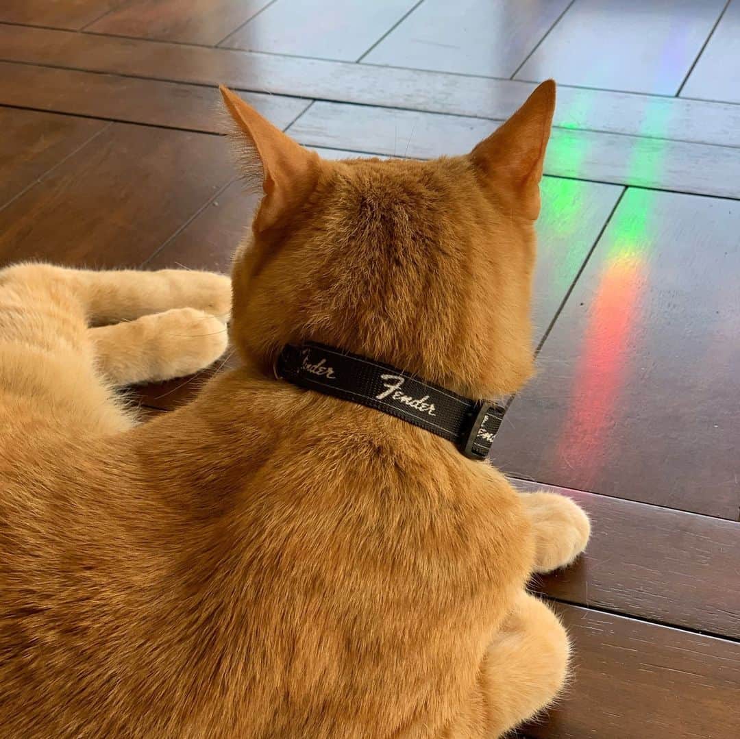 Fender Guitarさんのインスタグラム写真 - (Fender GuitarInstagram)「Celebrate National Pet Day by upgrading your furry friend's accessories! Shop the Fender pet collection at the link in bio.」4月12日 4時02分 - fender