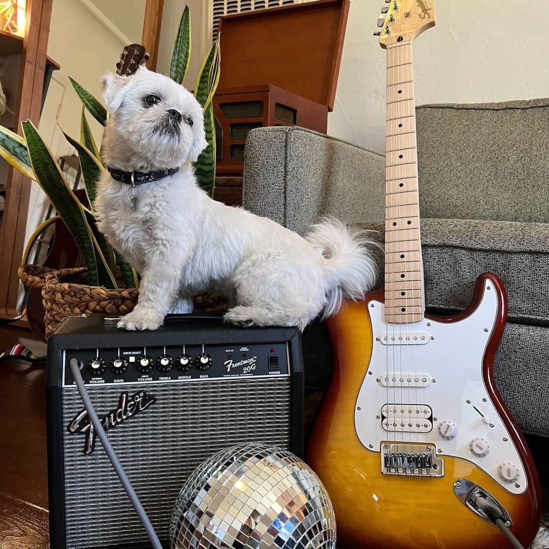 Fender Guitarさんのインスタグラム写真 - (Fender GuitarInstagram)「Celebrate National Pet Day by upgrading your furry friend's accessories! Shop the Fender pet collection at the link in bio.」4月12日 4時02分 - fender