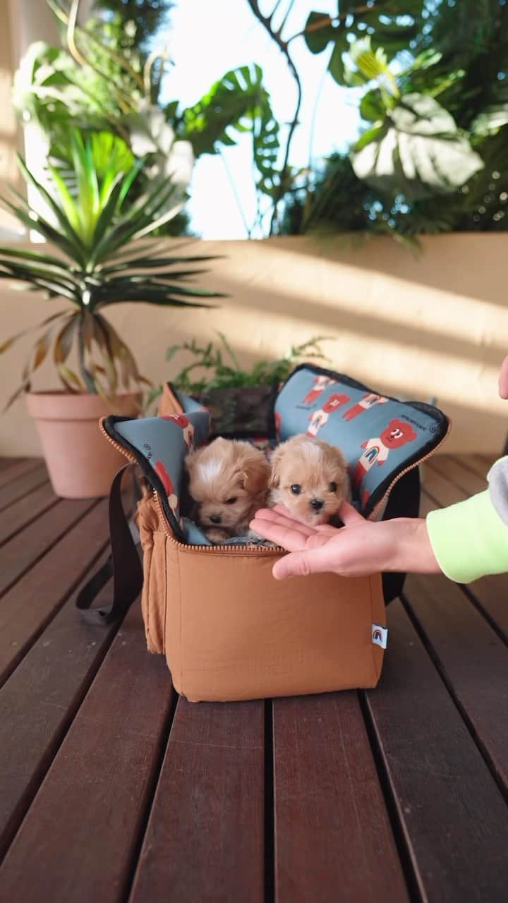 Rolly Pups INCのインスタグラム：「KPUPs New comers! Maltipoo sisters enjoying their day out 😍 . . 🚫Watch out for altered photos from pet shops!  We have been hearing a lot of puppy scams using stock photos and edited puppy photos.  Do not be fooled! Request a video when you are purchasing.」
