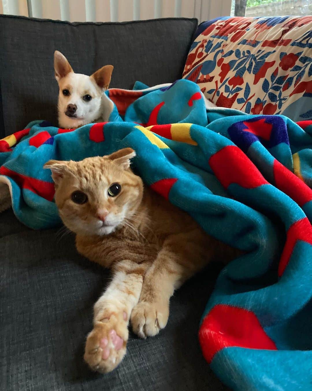 Jason G. Sturgillのインスタグラム：「Here’s @cheeto_and_twig_the_wonderkids for #nationalpetday」