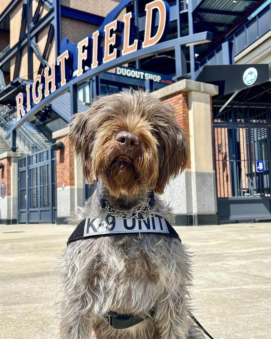 のインスタグラム：「Important in-fur-mation…   Have you traveled through LGA recently? You may have noticed our paw-fessional explosive detection sniffer, Djole. Not only is it national pet day today, but tomorrow marks this good boy’s 4th bark-day! Help this su-paw-star celebrate with all the DIGITAL boops and belly rubs your heart desires.   No one nose better than us how hard it is to resist loving on these cute pups. While it’s ruff, they have a very important duty and must remain focused. NEVER, feed, pet or startle any K9. This helps all our canine teams in their efforts to paw-tect travelers!   #NationalPetDay #WirehairedPointingGriffon #DogsOfIG #DogsOfInstagram」