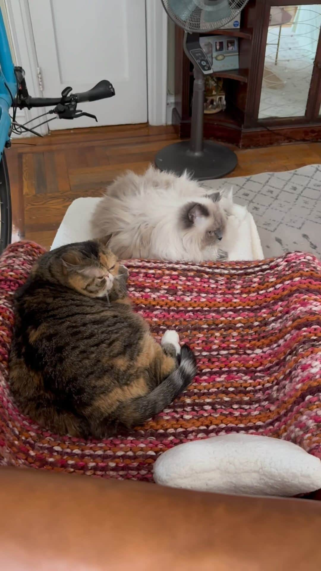 Tinaのインスタグラム：「Face scritches in celebration of #NationalPetDay 😻😻」