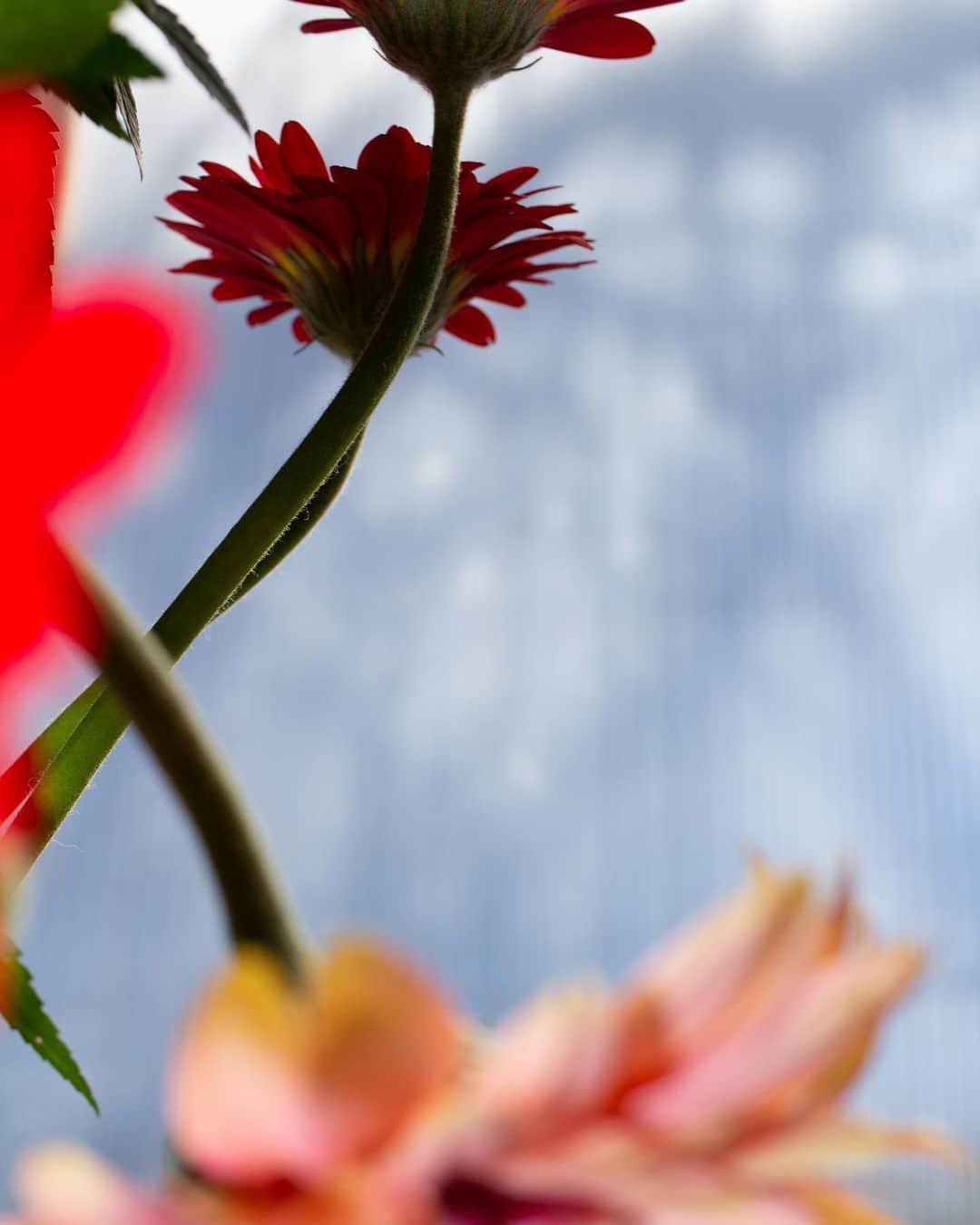 glorianotoのインスタグラム：「Maybe I’ll become a flower photographer … still life’s for inspo behind last few slides shoot」