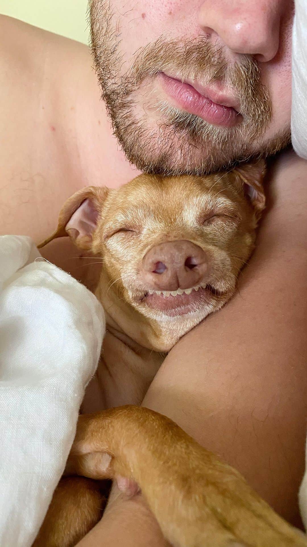 Tuna {breed:chiweenie} のインスタグラム：「He’s way more than our pet. He’s our… Best friend ✅ Pal ✅ Homeboy ✅ Rotten Solider ✅ Sweet Cheese ✅ Good time boy ✅ But mostly he’s our good time boy! #nationalpetday」