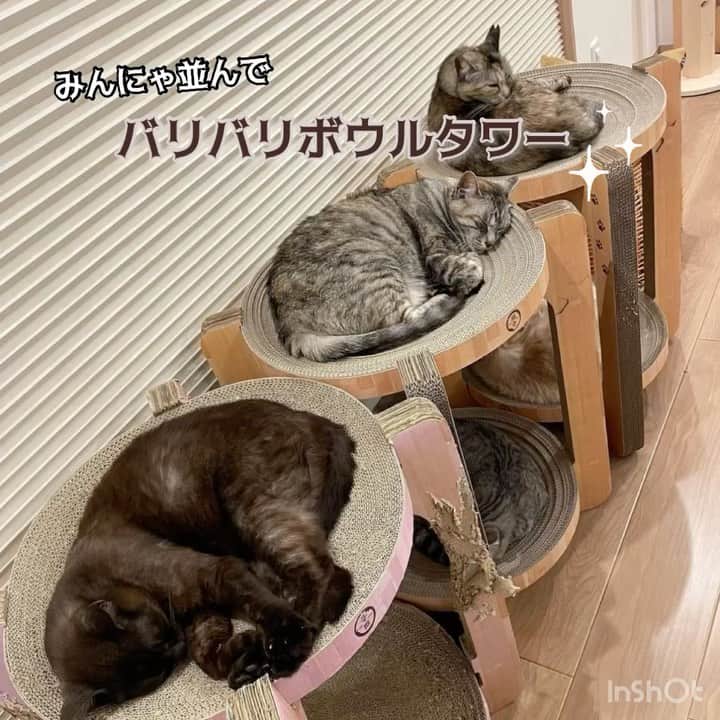 猫壱（ねこいち•ネコイチ）のインスタグラム：「みんな仲良くバリバリボウルタワー🗼 3つ並ぶと壮観です❤︎  @kuumuu9 さん お写真をありがとうございました😊 お写真の商品はバリバリボウルタワーでした🐈  :::::::::猫壱 :::::::   猫壱商品を使ってくれている写真や動画に【猫壱写真館】のハッシュタグをつけてポストしてください✨  猫壱SNSなどでリポスト・紹介されるかも？！  猫壱HPにも掲載されるチャンスも🥺  ぜひ皆さんハッシュタグをつけてポストしてくださいね🥺    @necoichicojp のハイライトから応募要項をチェックして是非ご応募くださいね❤   Reproduction is  prohibited.  ...........................................................................  #猫壱写真館  #猫壱 #necoichi #キャットタワー #つめとぎ ...........................................................................」