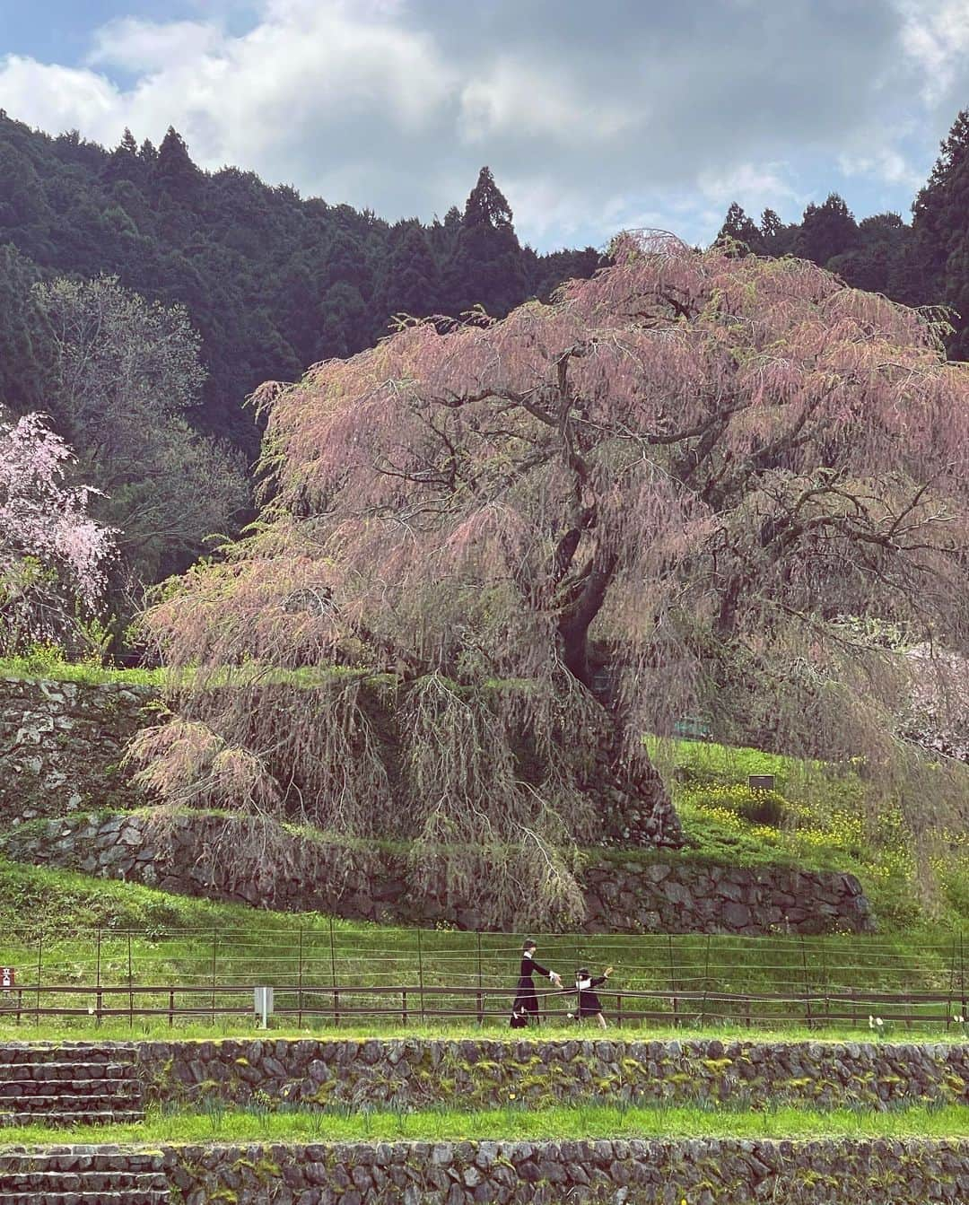 菊井亜希さんのインスタグラム写真 - (菊井亜希Instagram)「先日、無事に十碧の入園式を迎えました🌷  本人は集合写真に入りたくない気分だった そうで、全員グズグズな写真しかありません😂  それもまぁ、いっか🌼  自由でわりと繊細なマインドをもつトアは、これから幼稚園生活の中で、協調性を持って過ごせるのでしょうか？  今回、ご縁があって入園する事になったカトリック幼稚園は、モンテッソーリ教育がベース、 いつも慈愛に溢れた園長先生の言葉、お祈りの精神と、決して押し付ける事なく、子ども達を中心に考えて行動してくれる経験豊かな先生方。 初めて訪れた時、ここは天国か？とビックリしたほど。清らかな空気感でした。  なので正直、心配はしていません。  トア自身で、幼稚園バスに乗り この園に通うと決断したこと、 この選択が、これからの彼の人格形成に、大きく関わってくるに違いないと、楽しみな気持ちでいっぱいです☺️  おめでとあ！🎊 自分らしくのびのび、たのしんでおいでー！  桜はほぼ散ってしまってたけど、 奈良の大宇陀にある #又兵衛桜 を見に🌸 それはそれは美しい里山の風景でありました。」4月12日 6時58分 - bollywoood