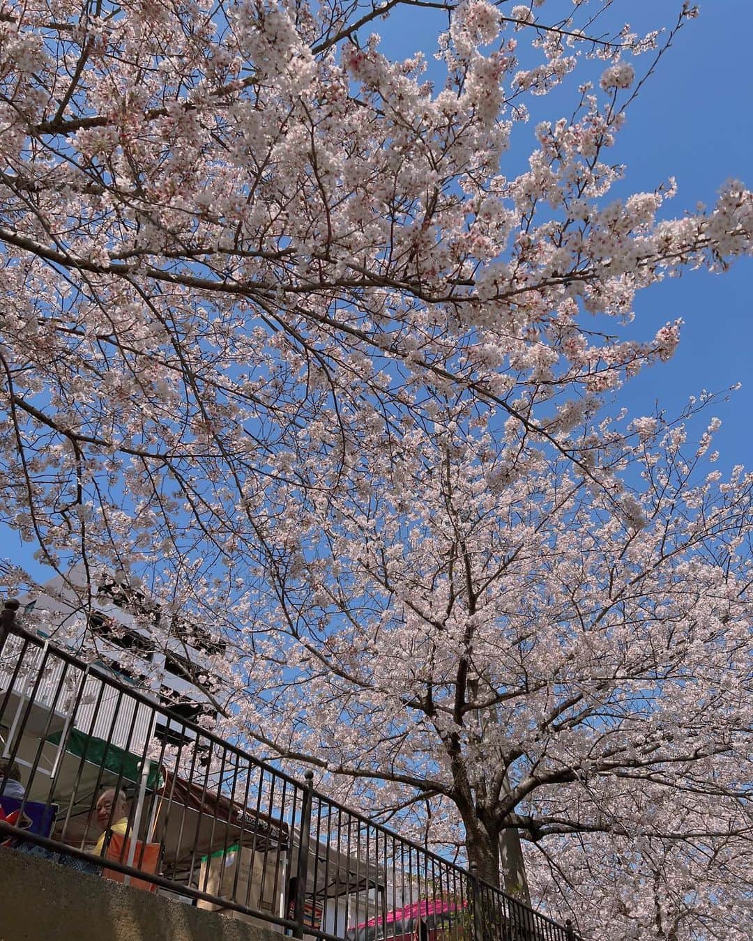 太田モニカさんのインスタグラム写真 - (太田モニカInstagram)「#helloapril  . 今年は色んな桜が観れて良かった♡ . . 一年に一度にしか観れない風景🌸 . . #monika #monikalifestyle  #sakura #sakura🌸 #japanstyle」4月12日 7時37分 - x.monika86.x