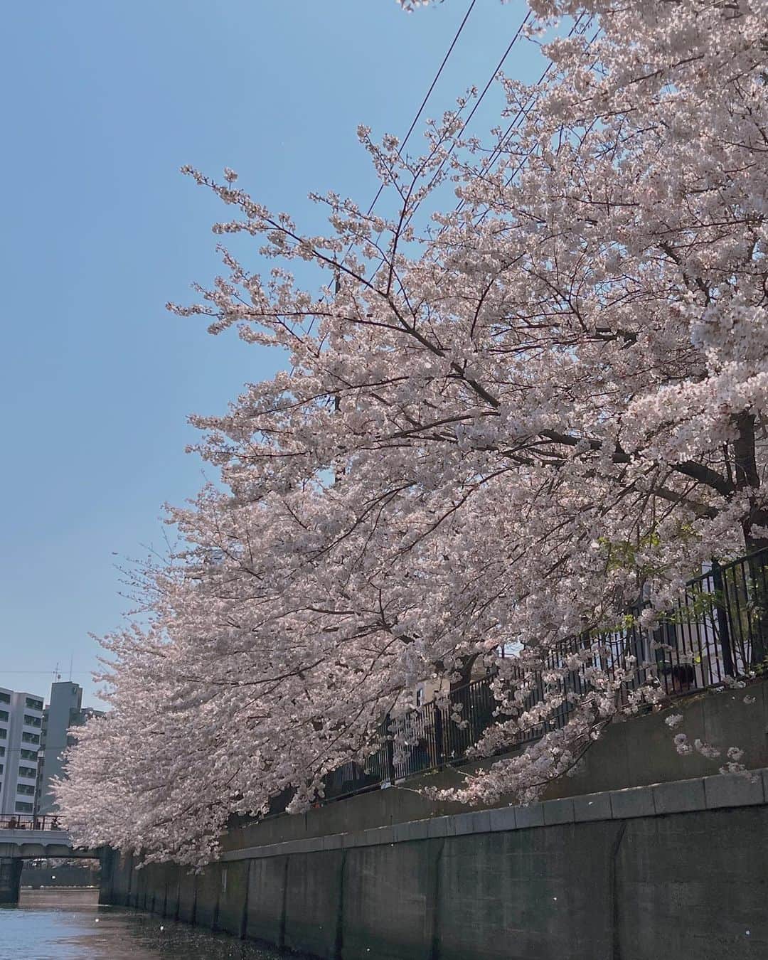 太田モニカさんのインスタグラム写真 - (太田モニカInstagram)「#helloapril  . 今年は色んな桜が観れて良かった♡ . . 一年に一度にしか観れない風景🌸 . . #monika #monikalifestyle  #sakura #sakura🌸 #japanstyle」4月12日 7時37分 - x.monika86.x