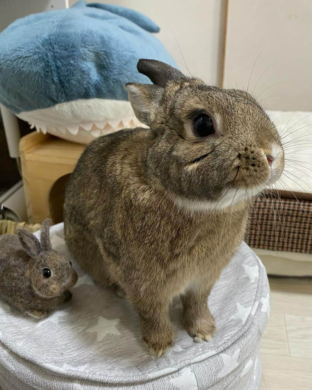 ラン?さんのインスタグラム写真 - (ラン?Instagram)「おはよ🐰 おやつ待ちのコナンくん♡ 今日一日元気に過ごせますように☺️💗 ☆ #うさぎのコナン  #うさぎ #うさぎのいる暮らし #rabbit #ネザーランドドワーフ #ふわもこ部 #もふもふ部 #netherlanddwarf #kawaii #かわいい #うさぎ部  2023.04.12」4月12日 8時00分 - mofumofuusako