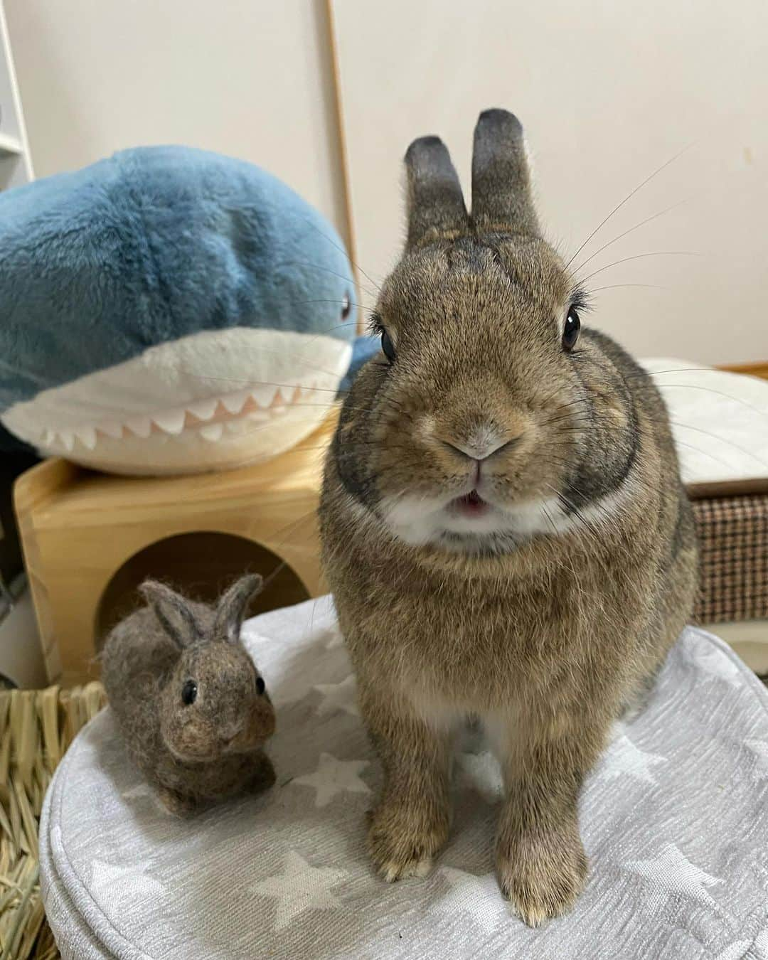 ラン?さんのインスタグラム写真 - (ラン?Instagram)「おはよ🐰 おやつ待ちのコナンくん♡ 今日一日元気に過ごせますように☺️💗 ☆ #うさぎのコナン  #うさぎ #うさぎのいる暮らし #rabbit #ネザーランドドワーフ #ふわもこ部 #もふもふ部 #netherlanddwarf #kawaii #かわいい #うさぎ部  2023.04.12」4月12日 8時00分 - mofumofuusako