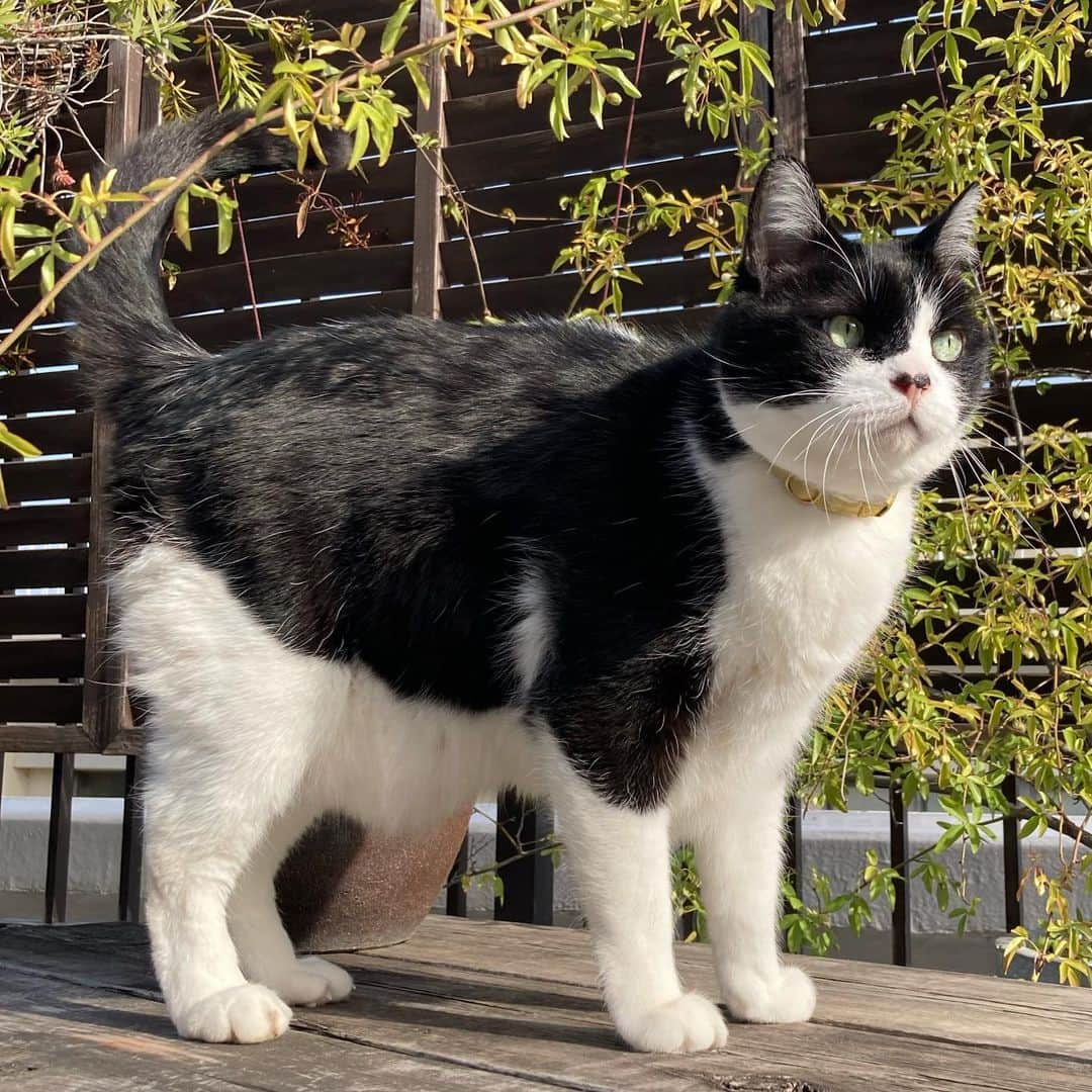 ふうちゃん & カタクリンのインスタグラム：「脇の下にベンチレーション機能搭載してた #汗ばむ季節も快適に  #蒸れないアウター #2023ssカタコレクション . . #パナソニック保護犬猫譲渡会 #よいにくきゅうの日  #保護猫を家族に」